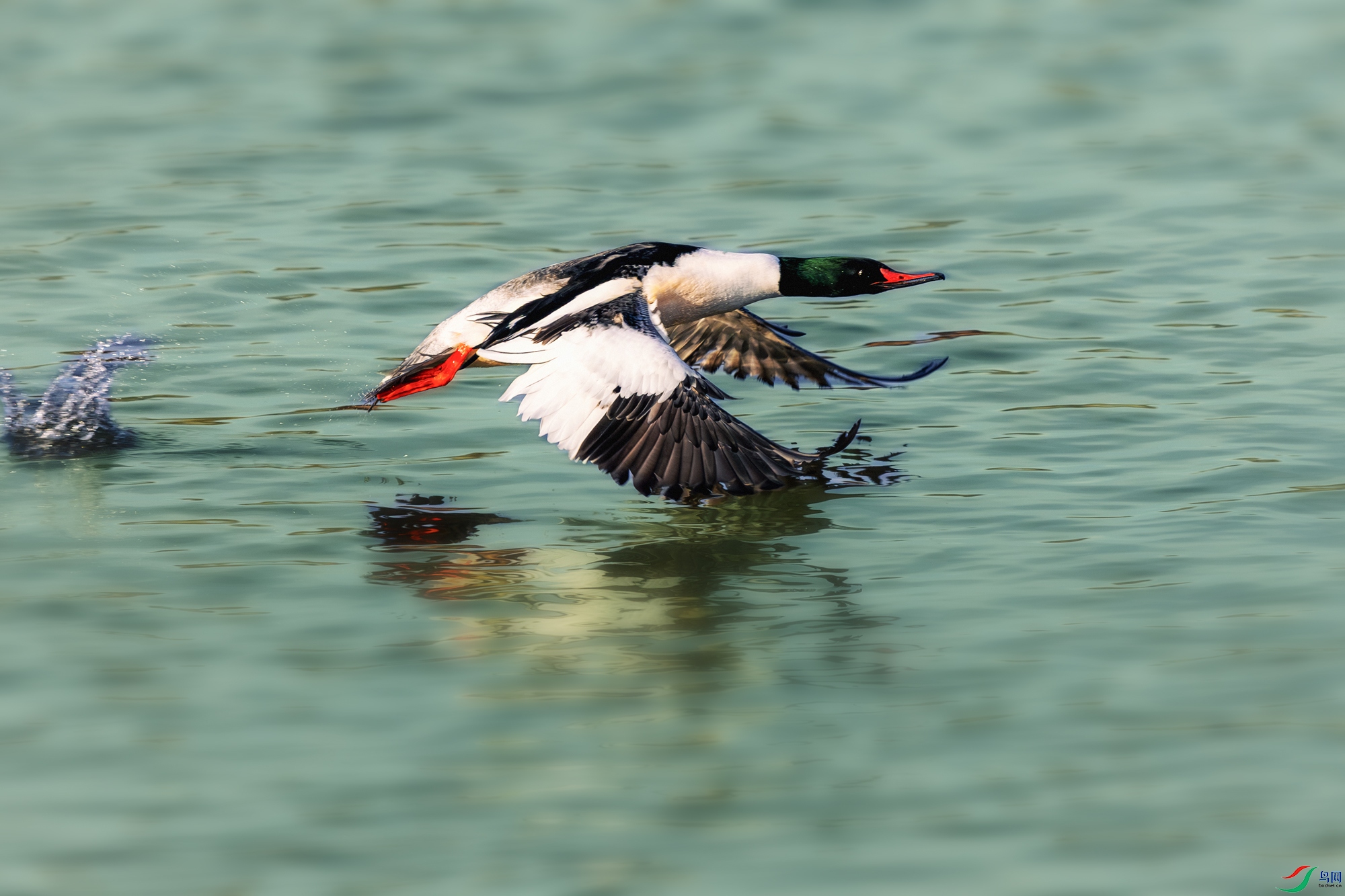 ��ͨ��ɳѼ----�����͡��