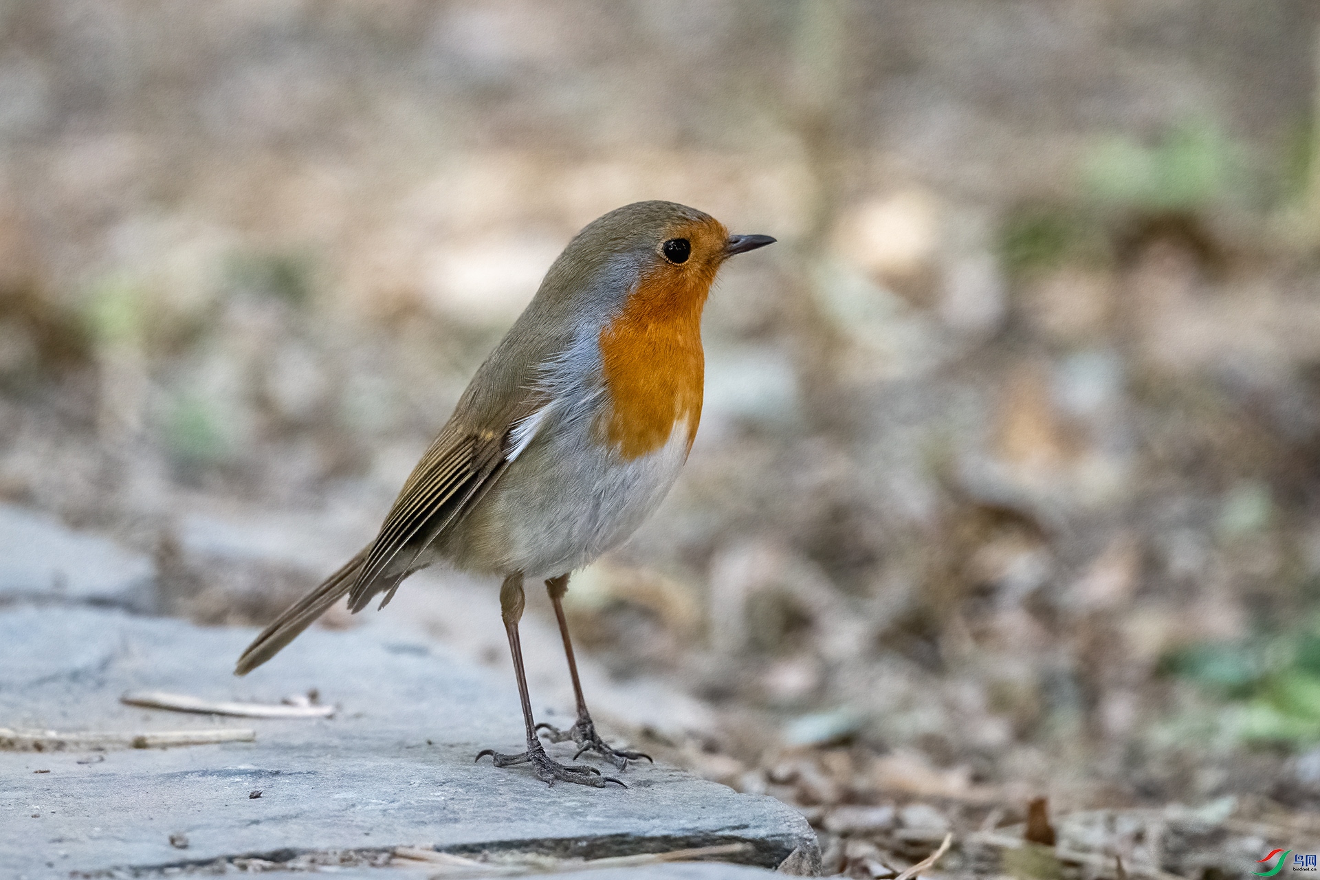 _DSC2670-.jpg