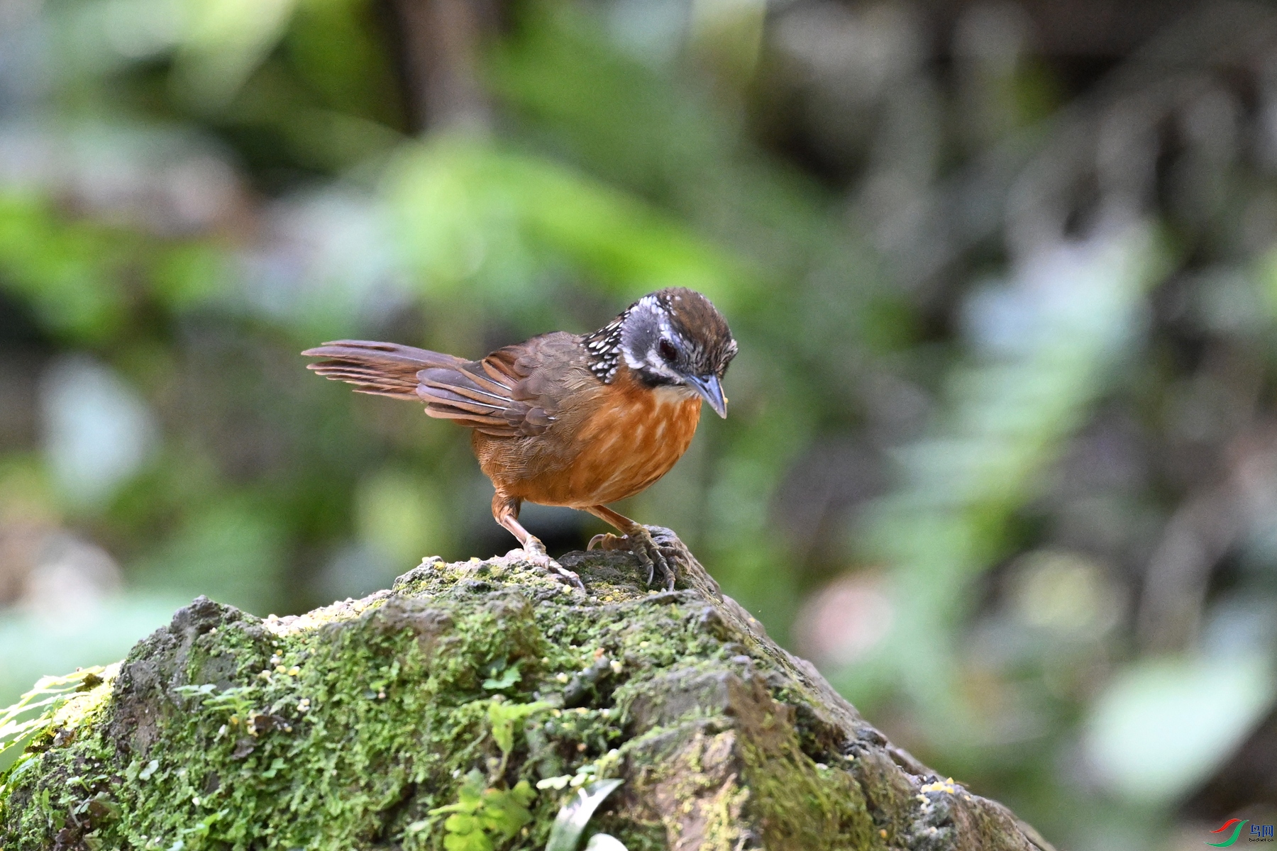 DSC_6542.JPG