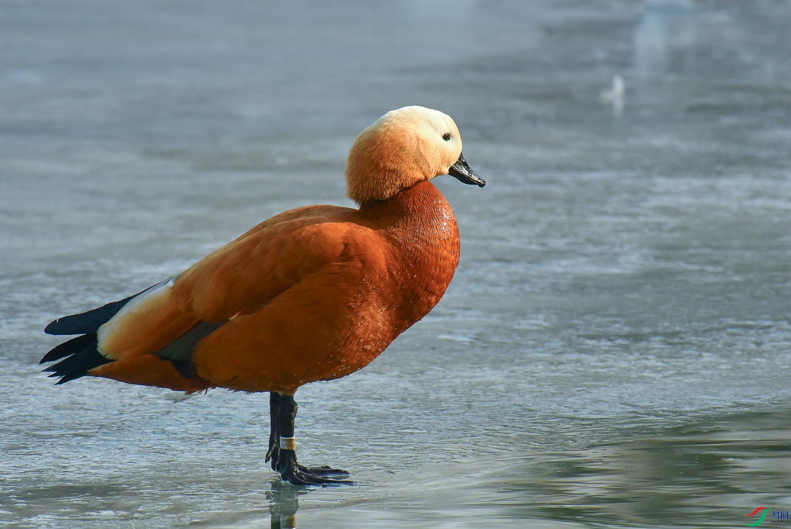 DSC_1285_1.jpg