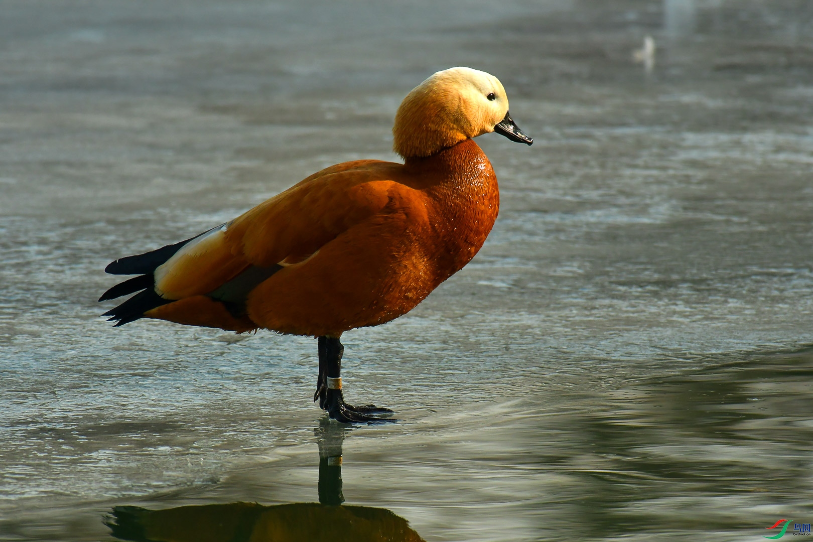 DSC_1287_1.jpg