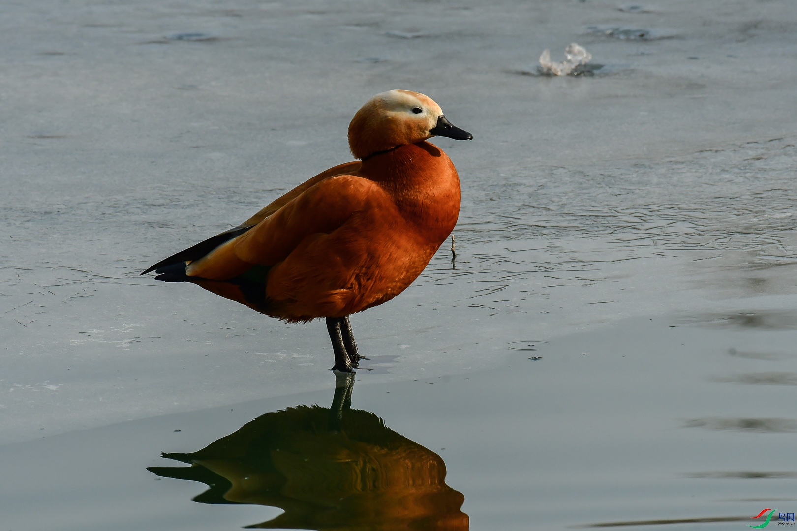 DSC_1316_1.jpg