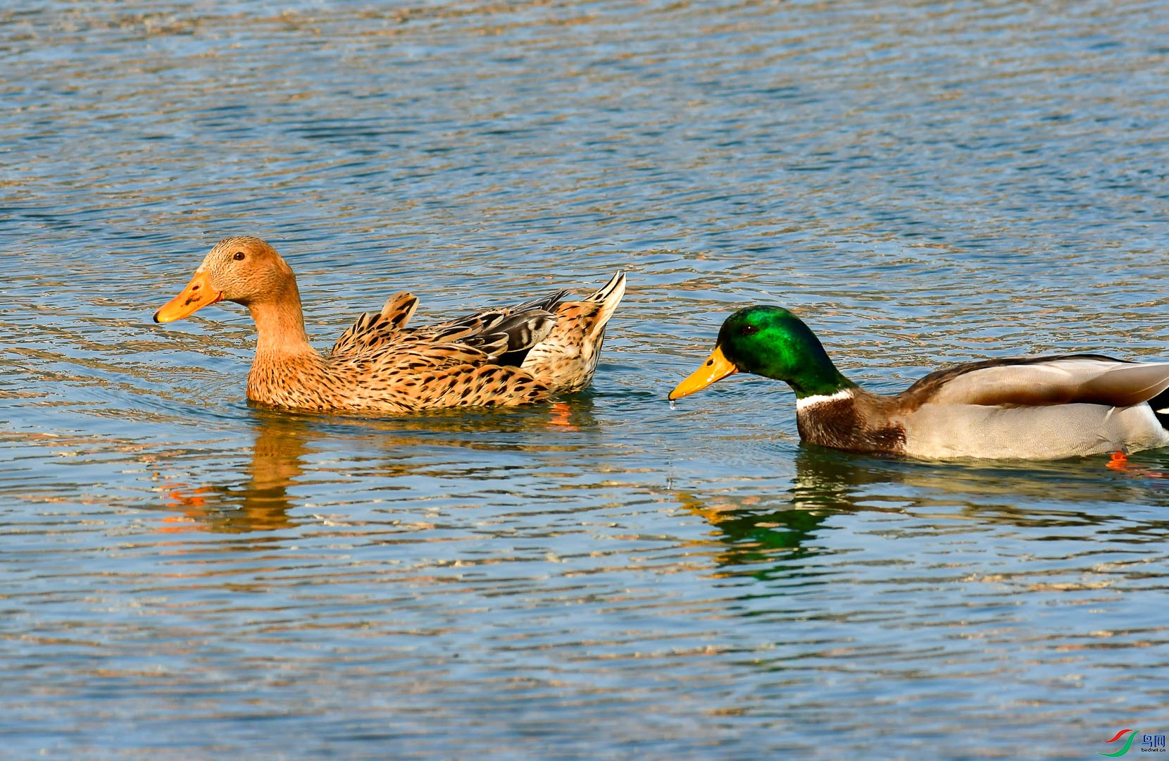 DSC_1351_1.jpg