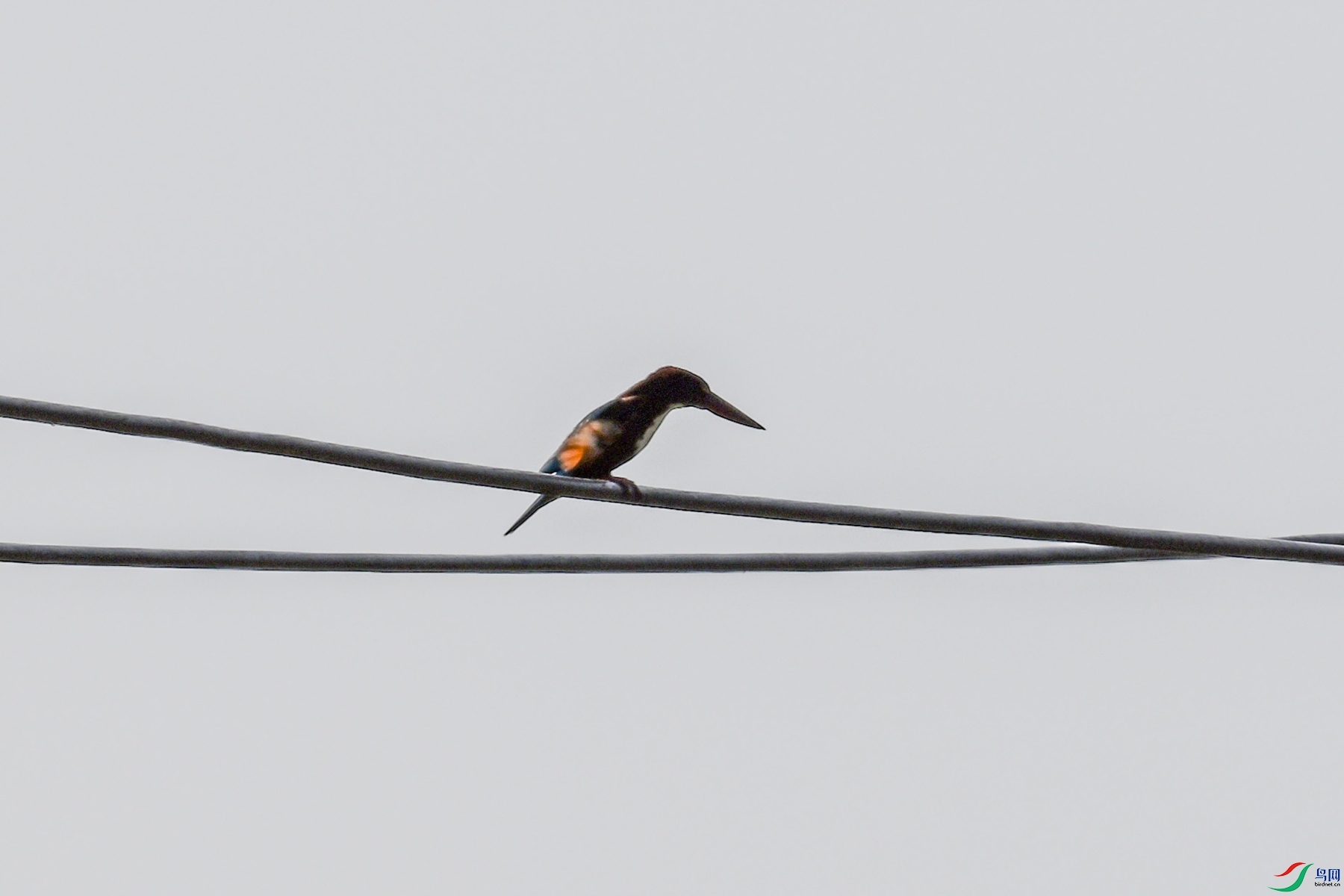 DSC_6576.JPG