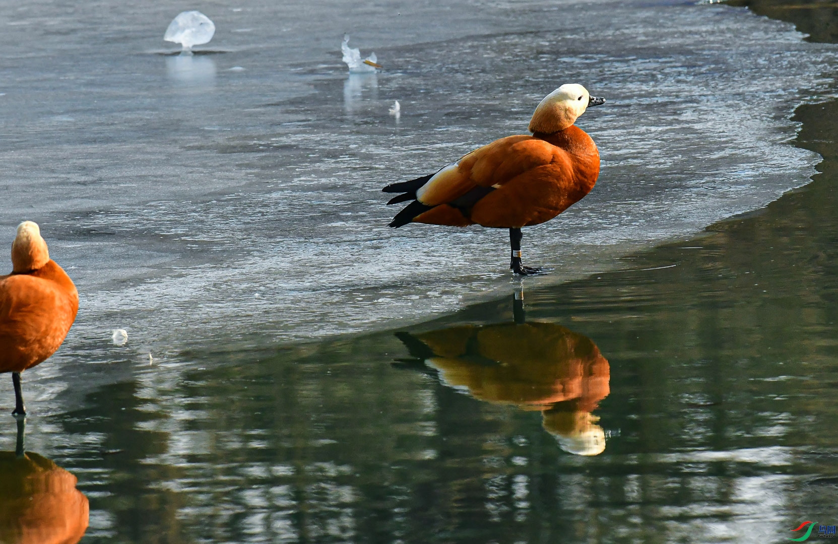 DSC_1341_1.jpg