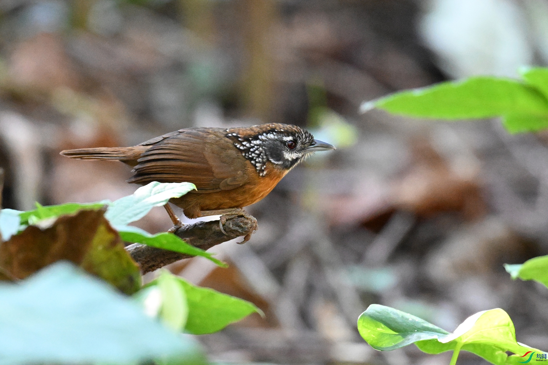 DSC_6543.JPG