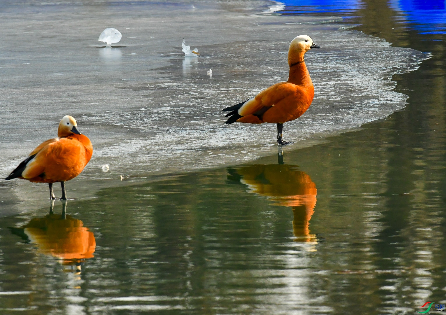 DSC_1343_1.jpg