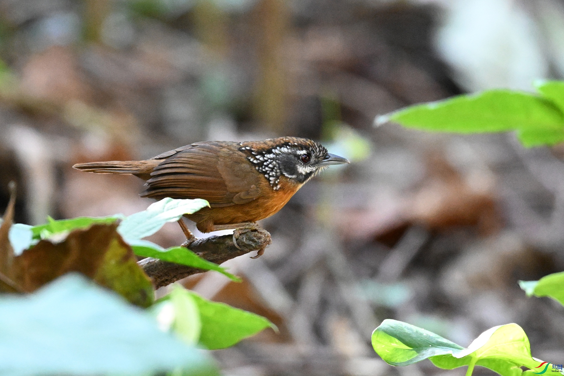 DSC_6545.JPG