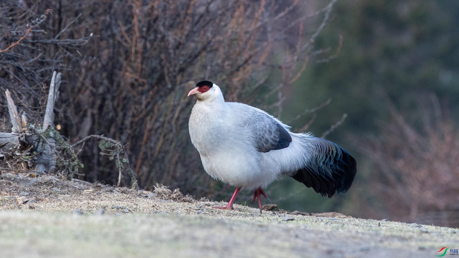 WGB_0988 ����.jpg