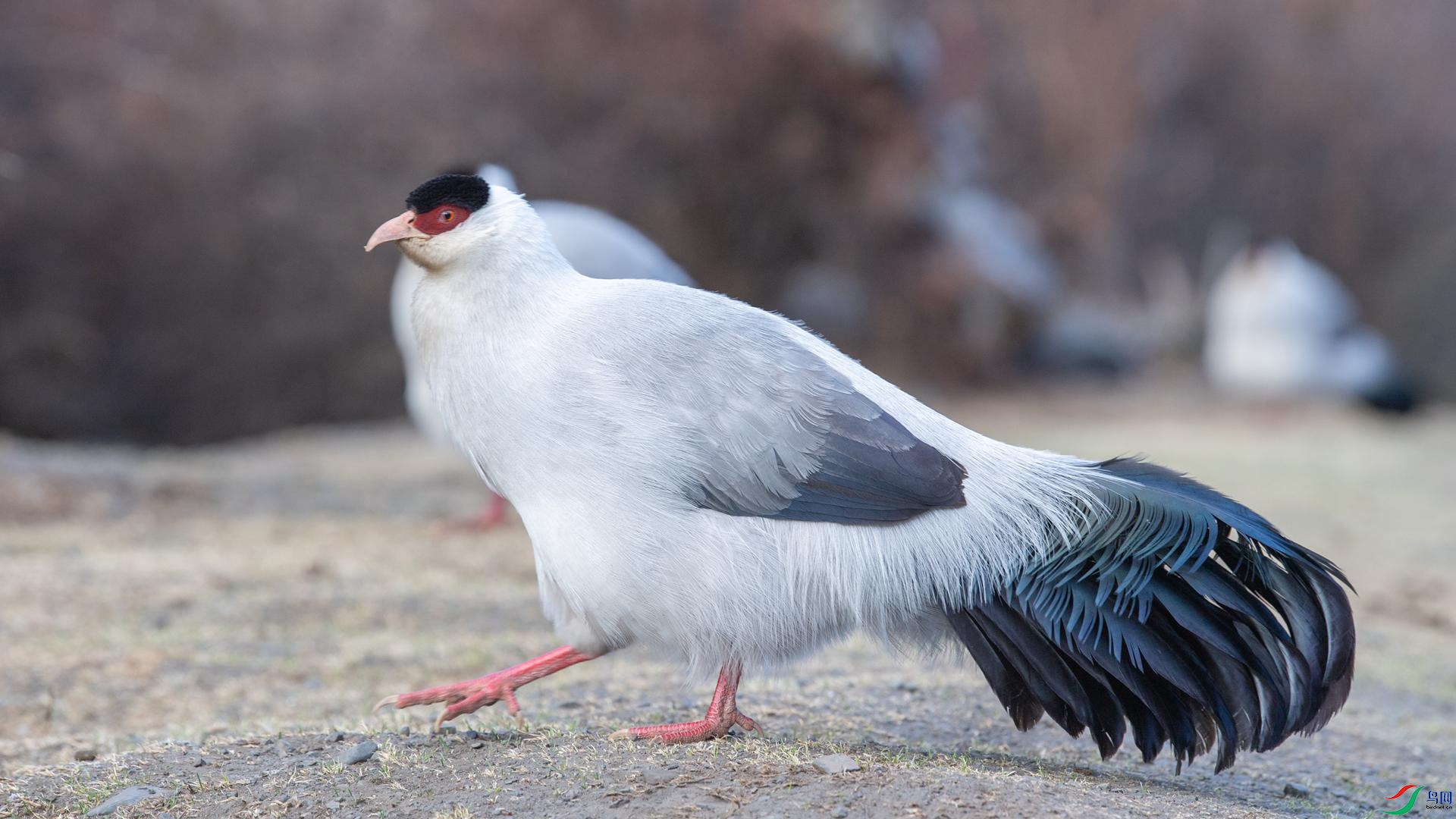 WGB_0991 ����.jpg