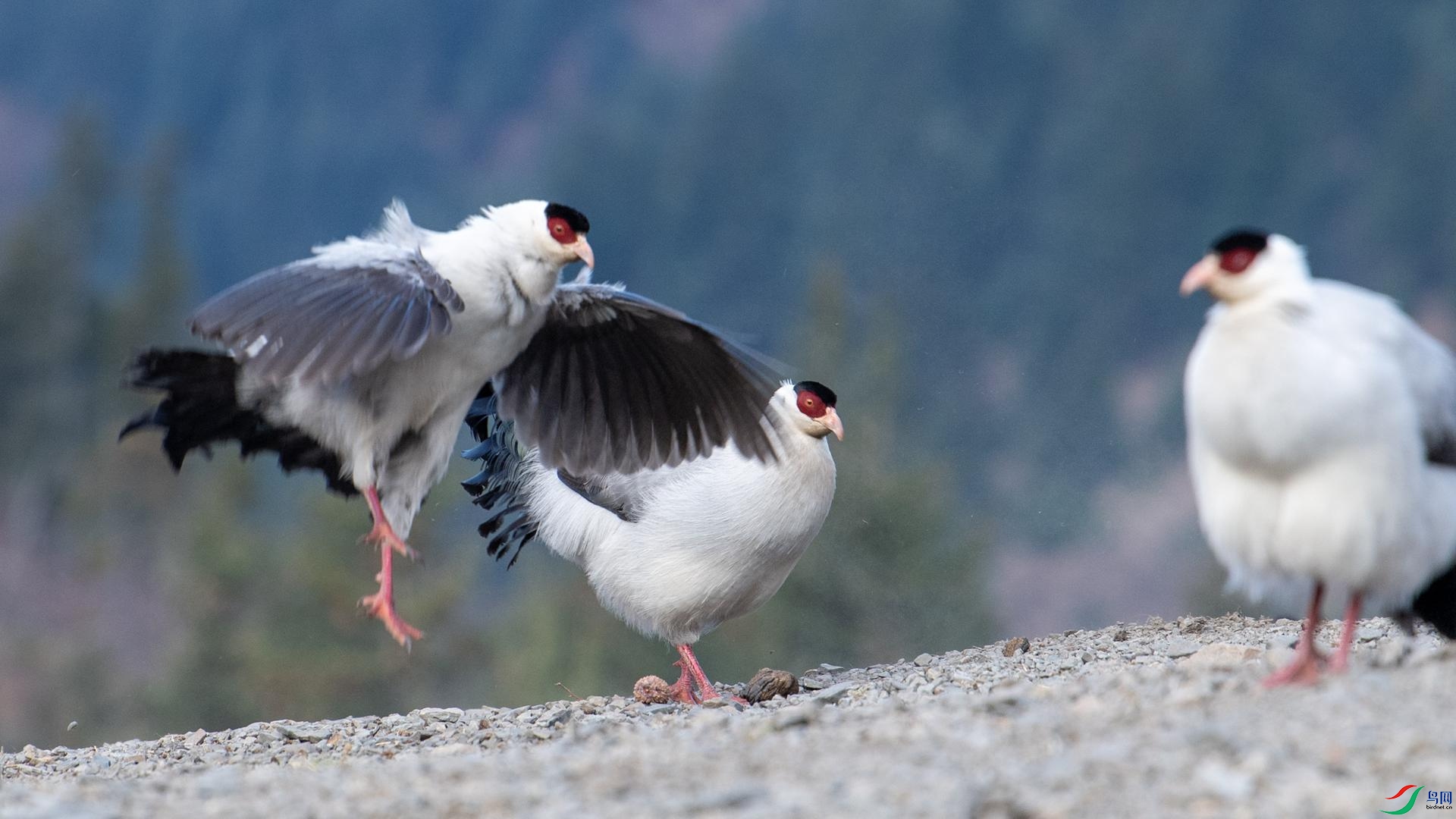 WGB_1008 ����.jpg