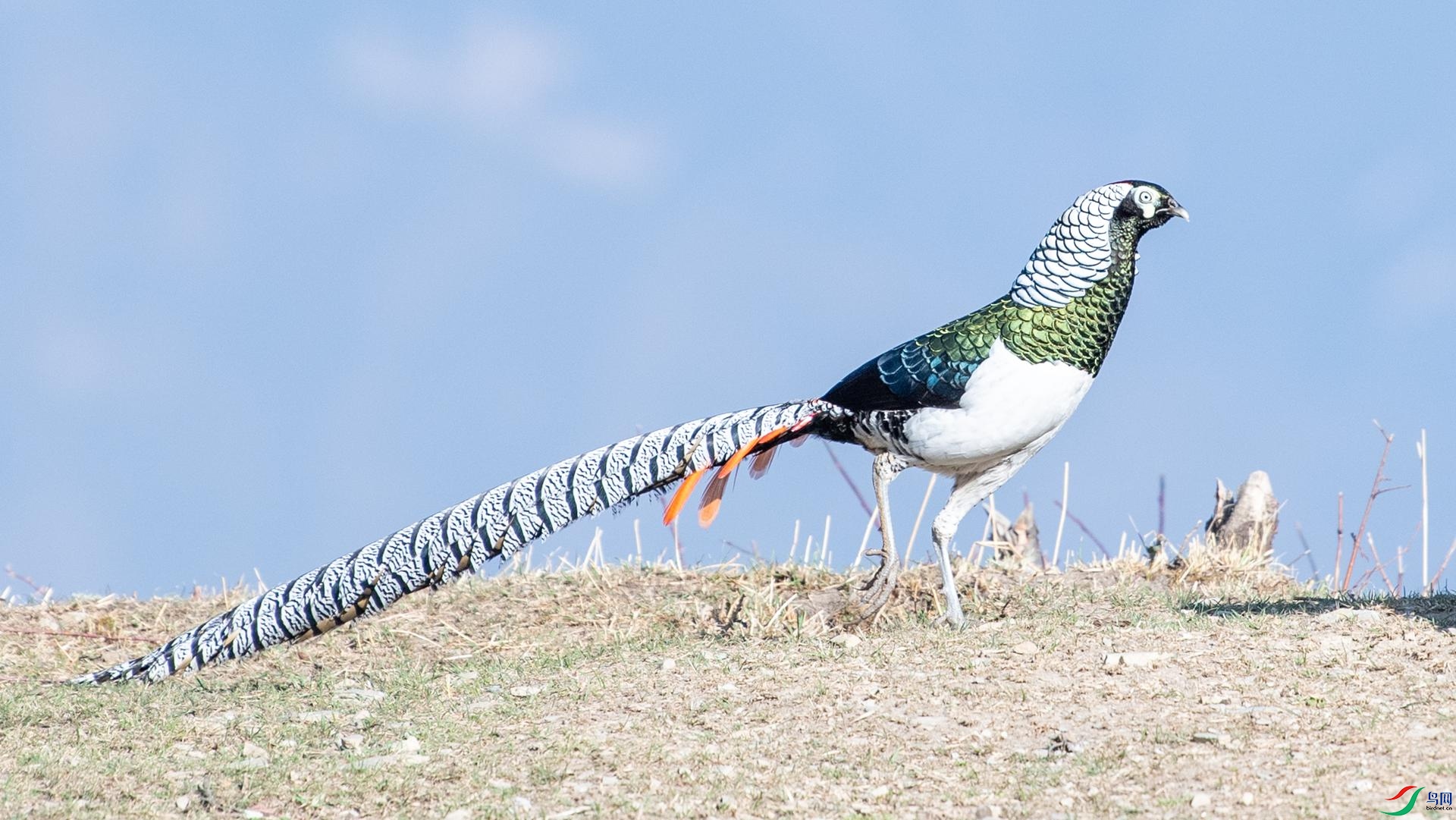 WGB_2256 ����.jpg