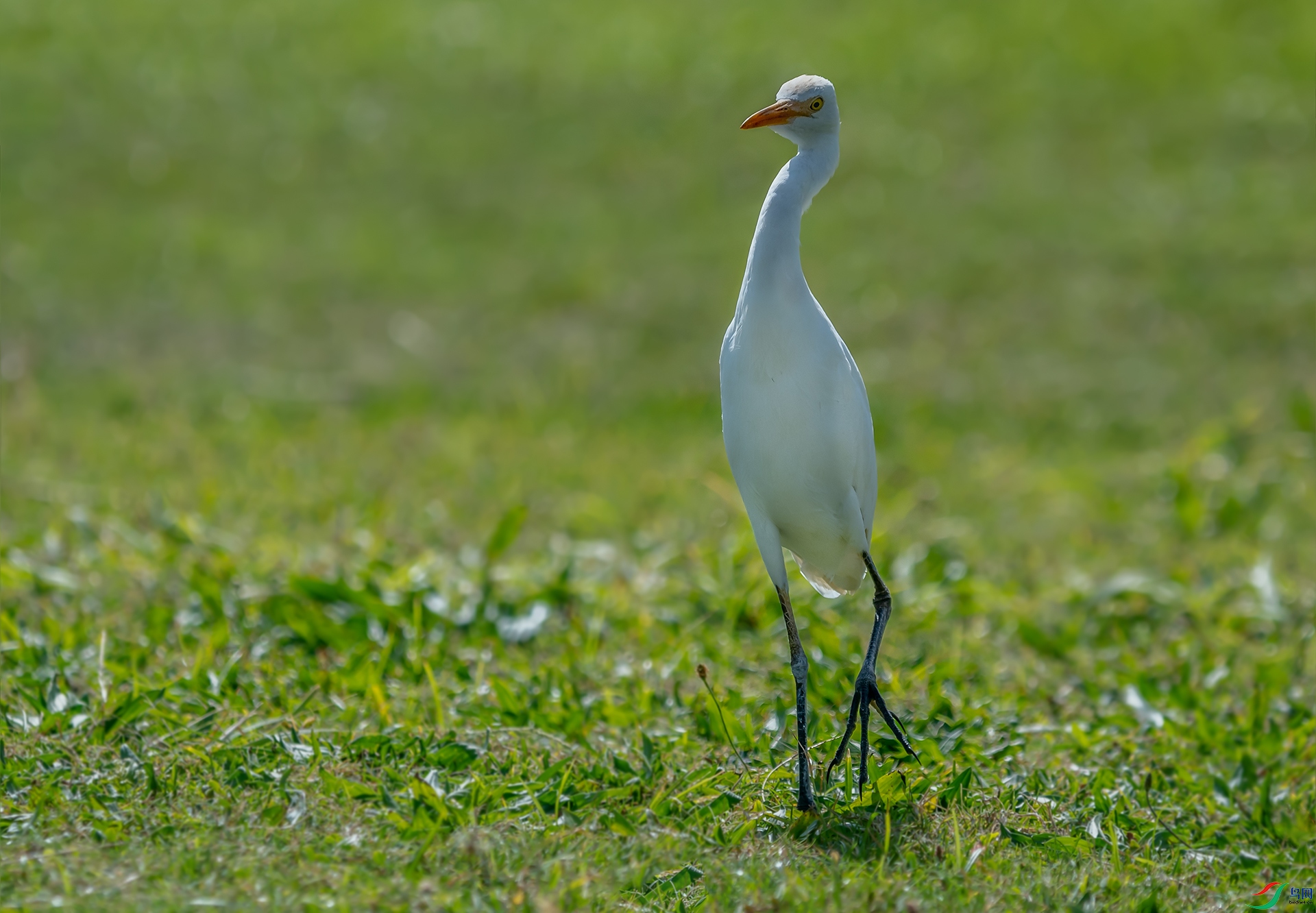 _DSC2044.jpg