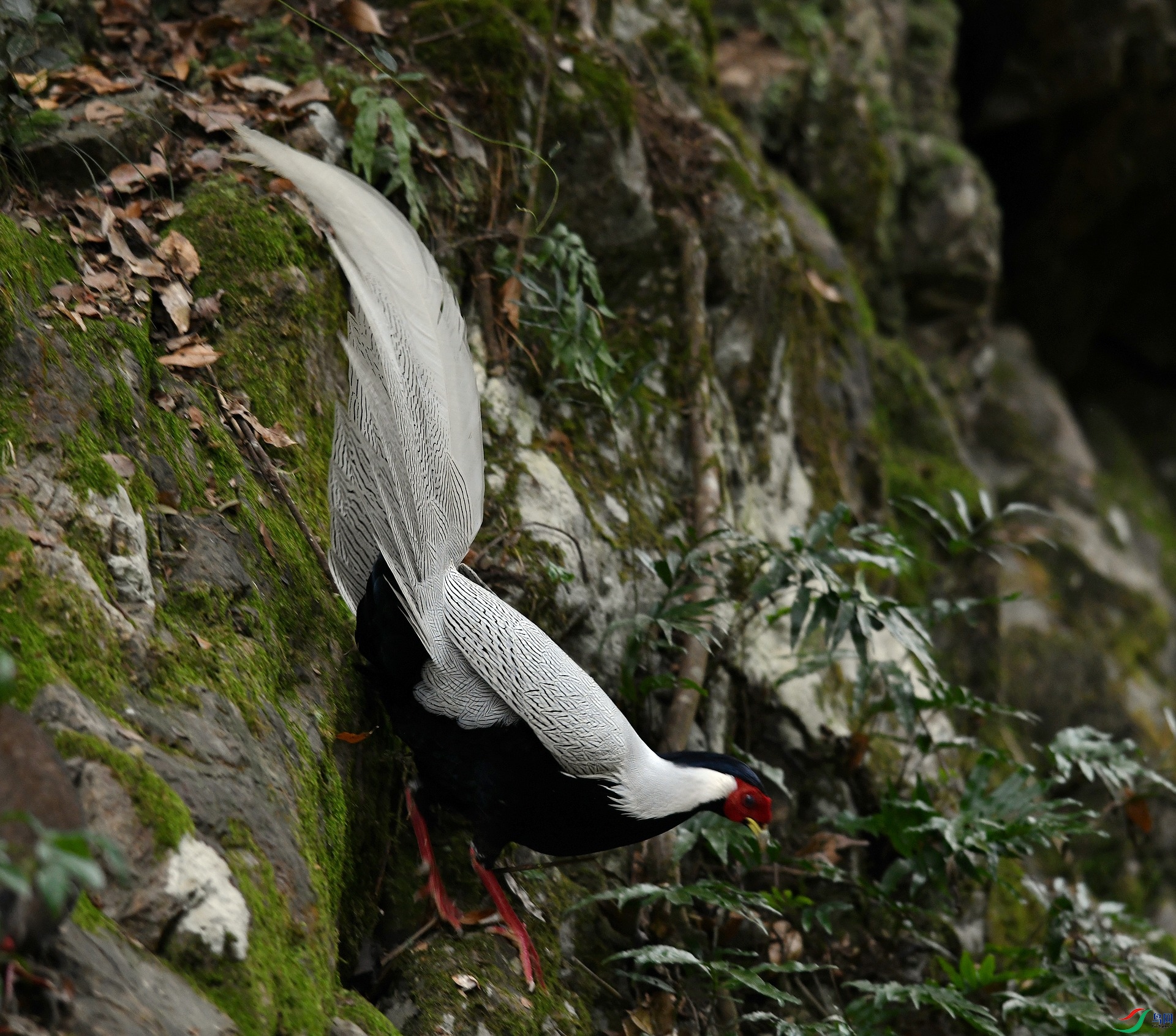 DSC_7009.jpg