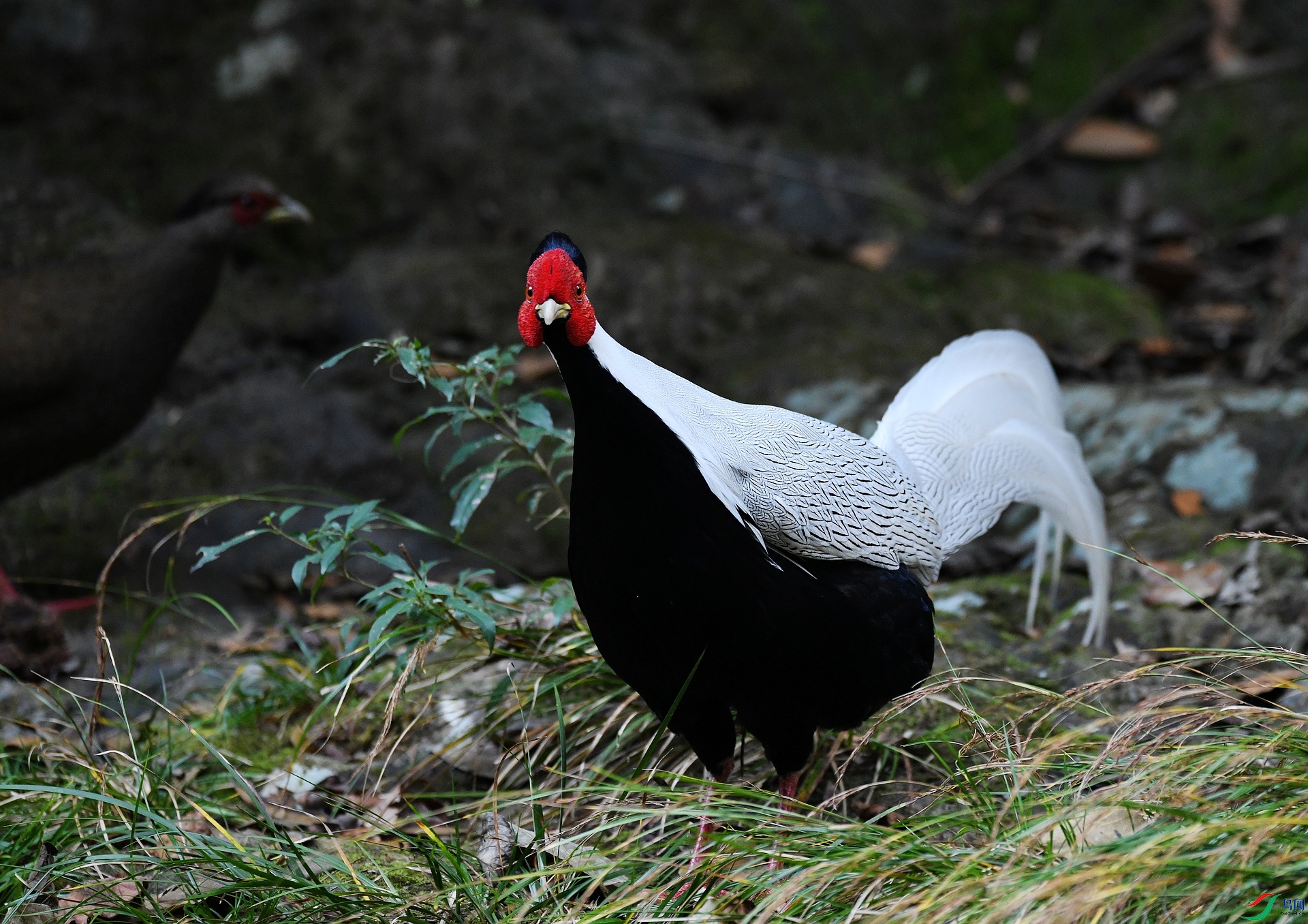 DSC_7152.jpg