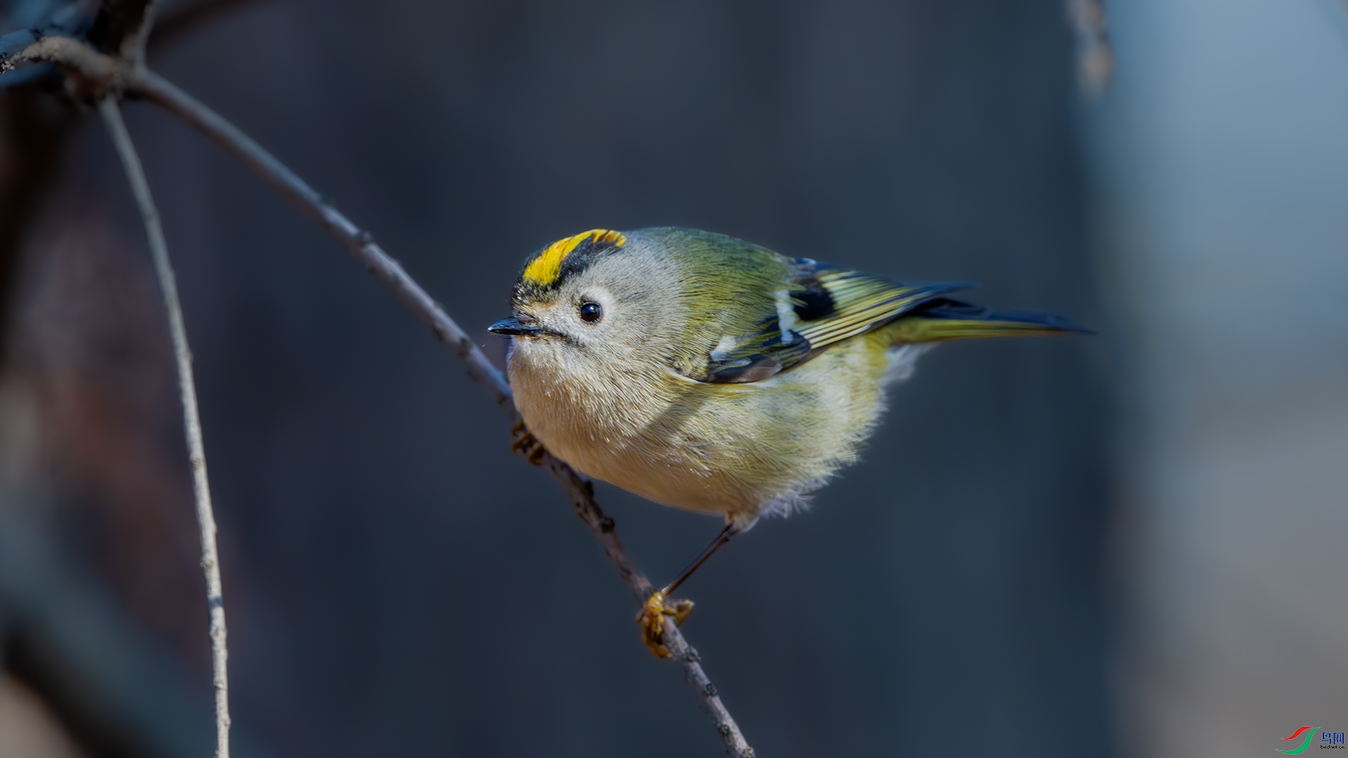 DSC_5131-����ǿ-NR ����.jpg