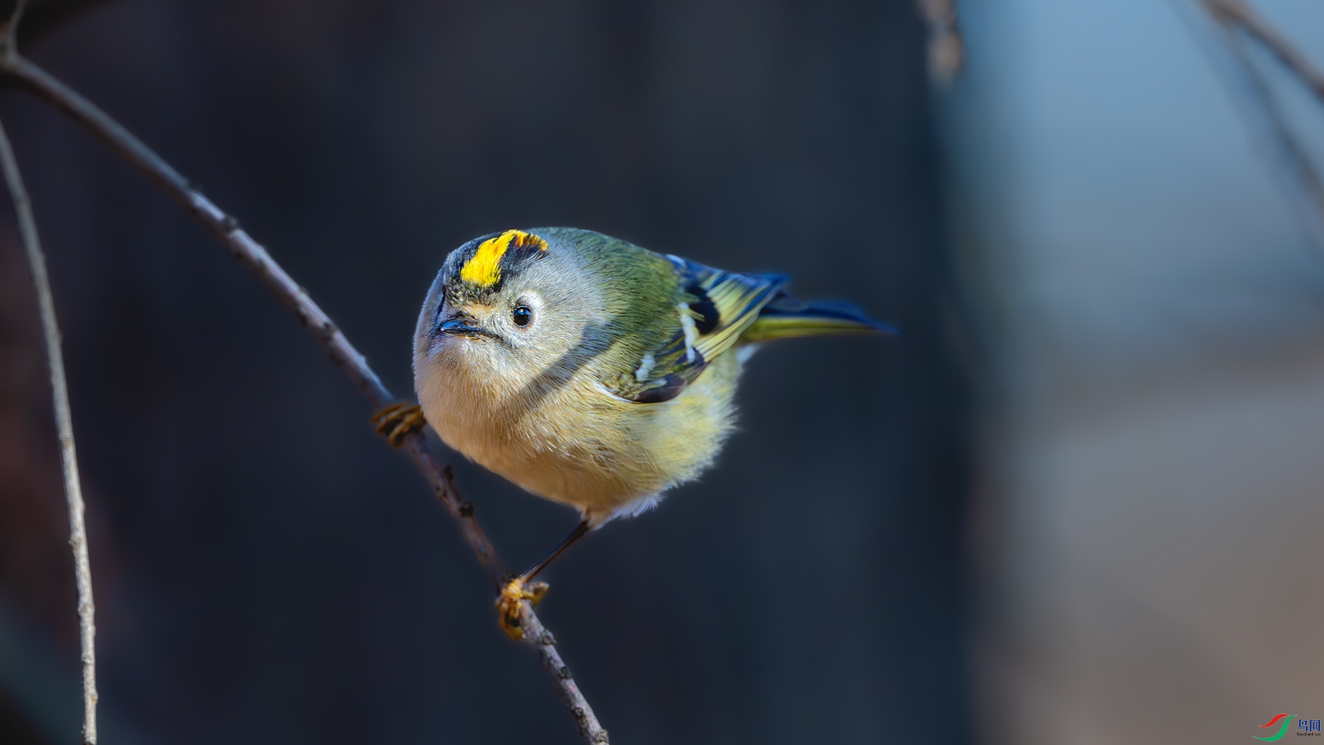 DSC_5135-����ǿ-NR ����.jpg