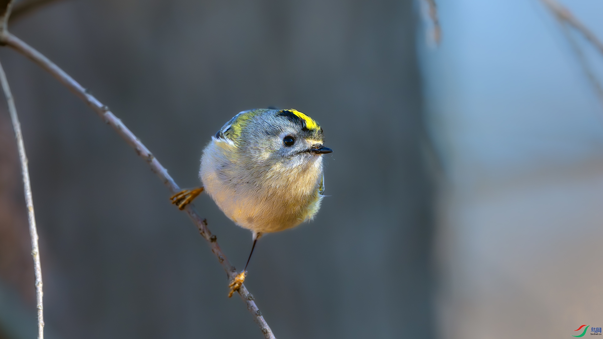 DSC_5137-����ǿ-NR ����.jpg