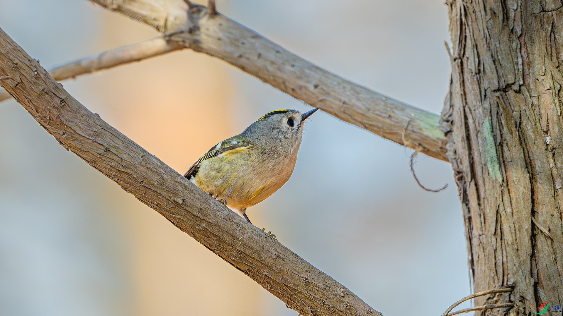 DSC_5230-����ǿ-NR ����.jpg