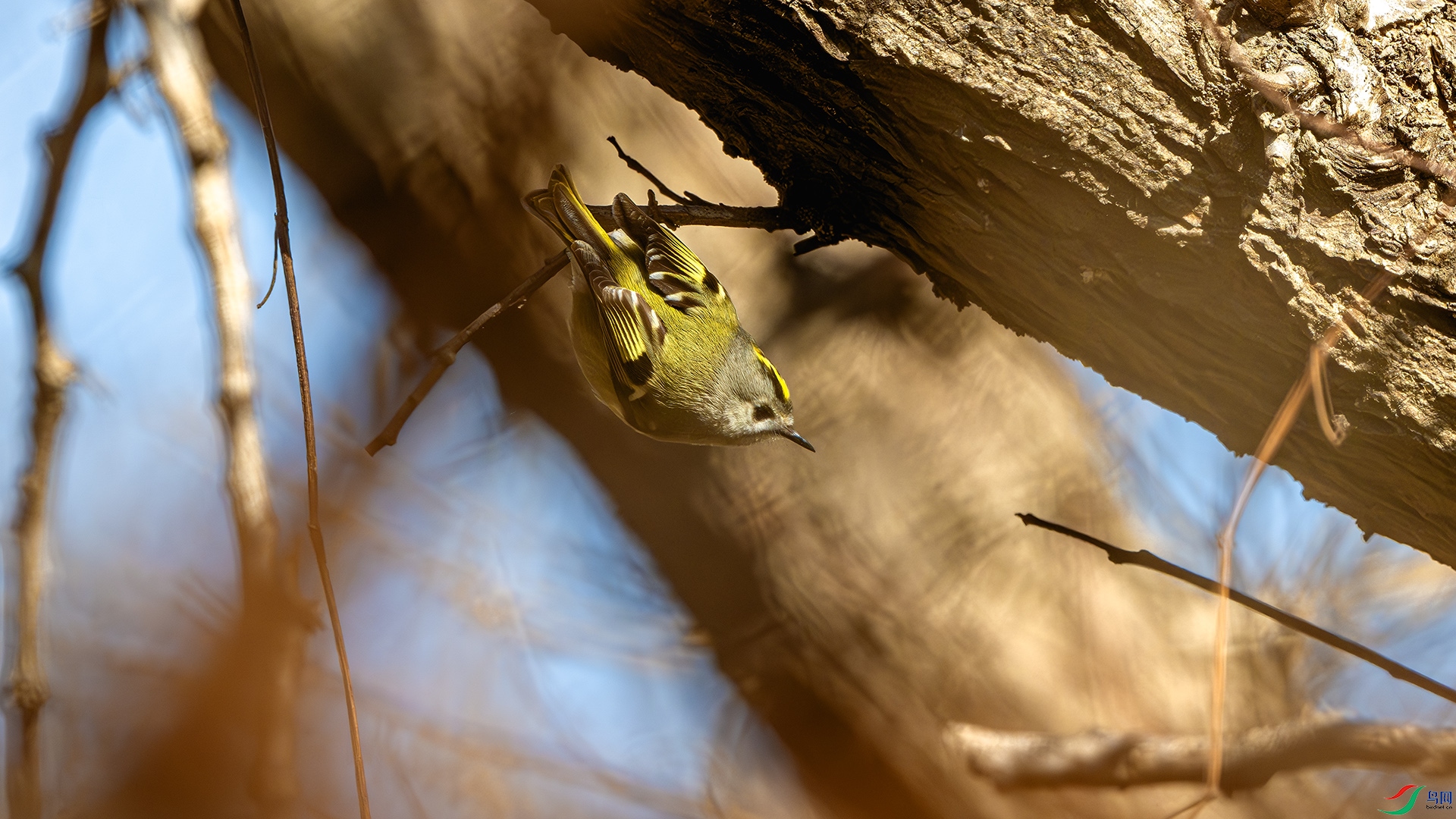 DSC_5280-����ǿ-NR ����.jpg