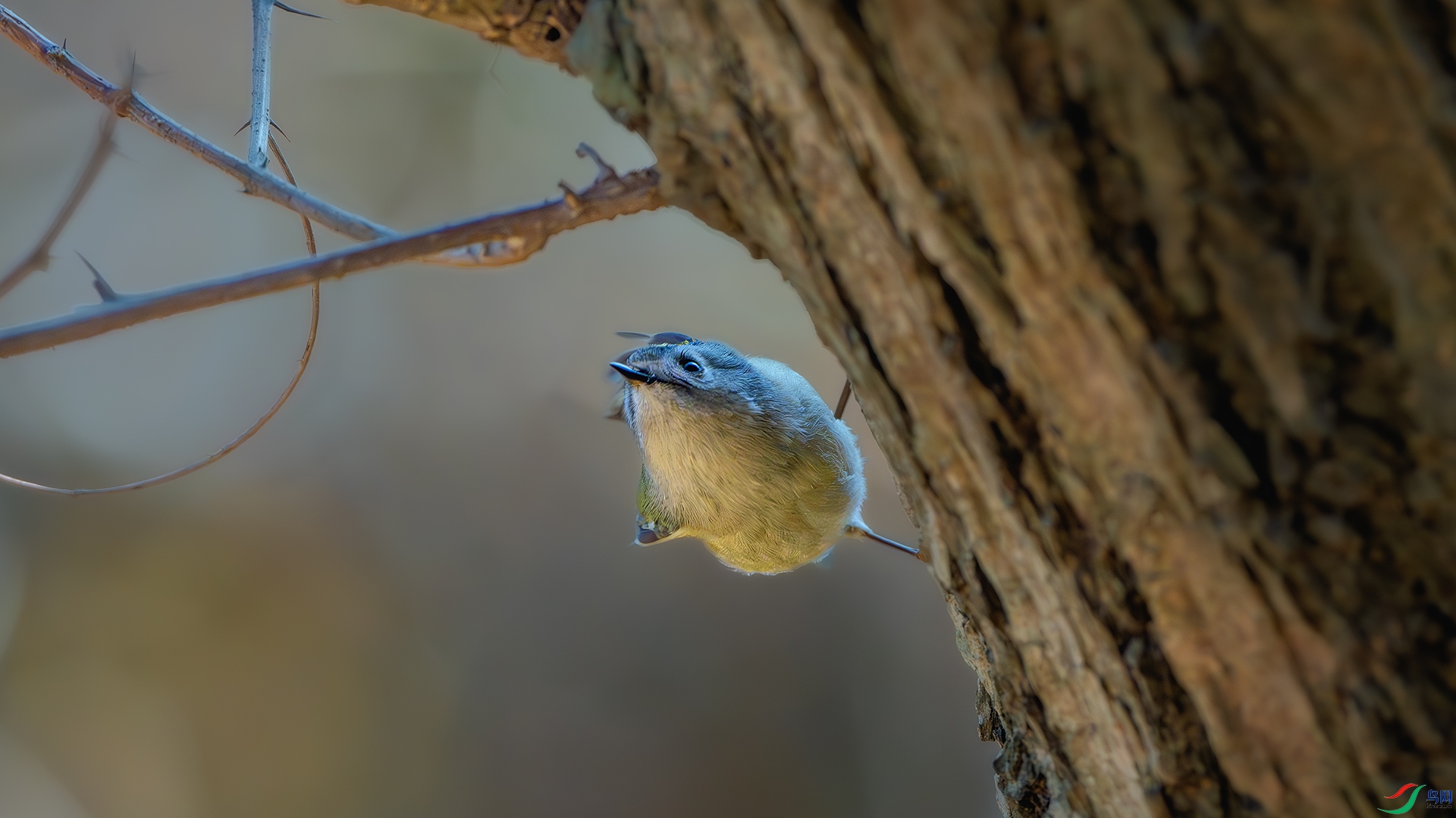 DSC_5363-����ǿ-NR ����.jpg