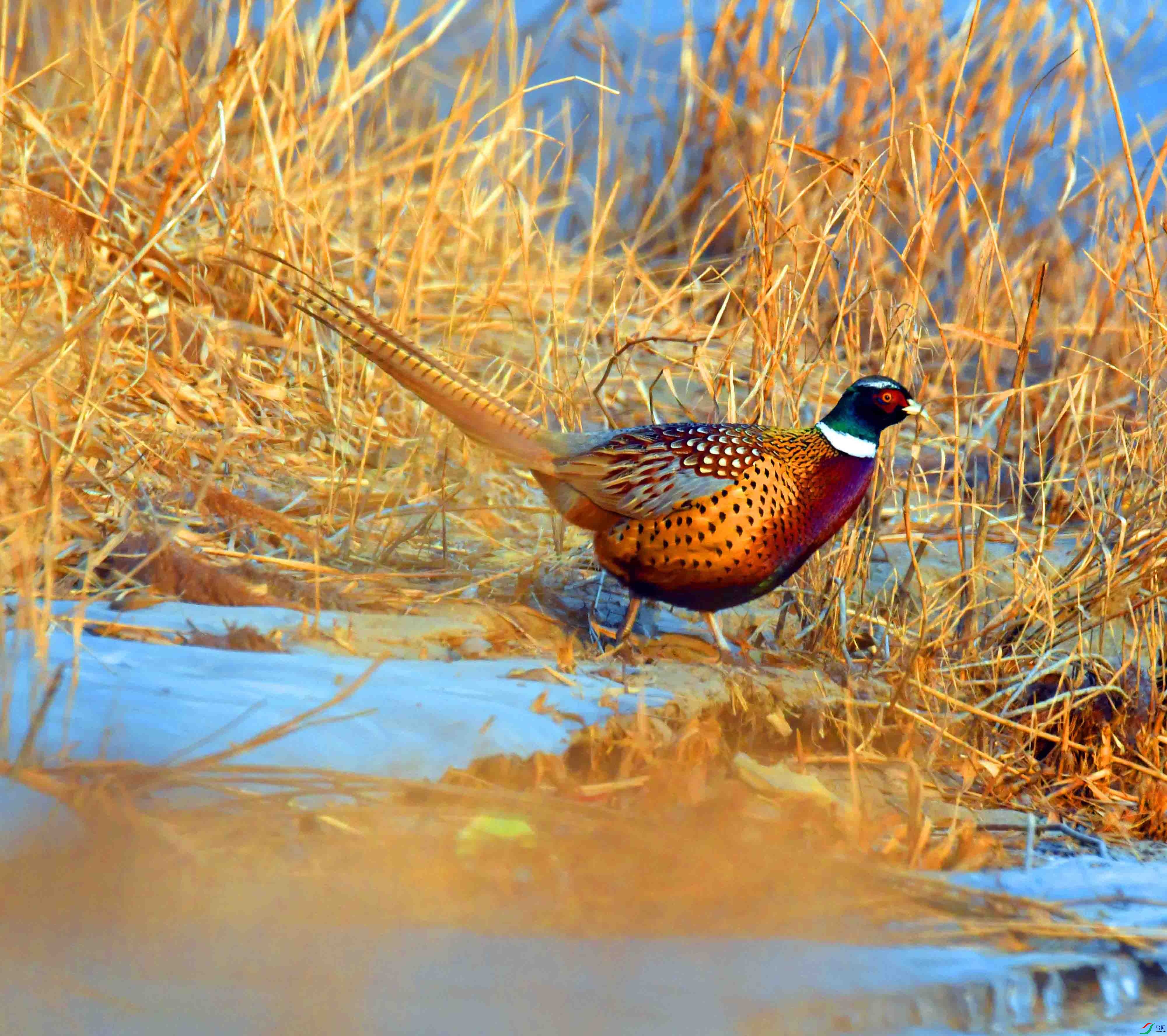 DSC_6517.JPG