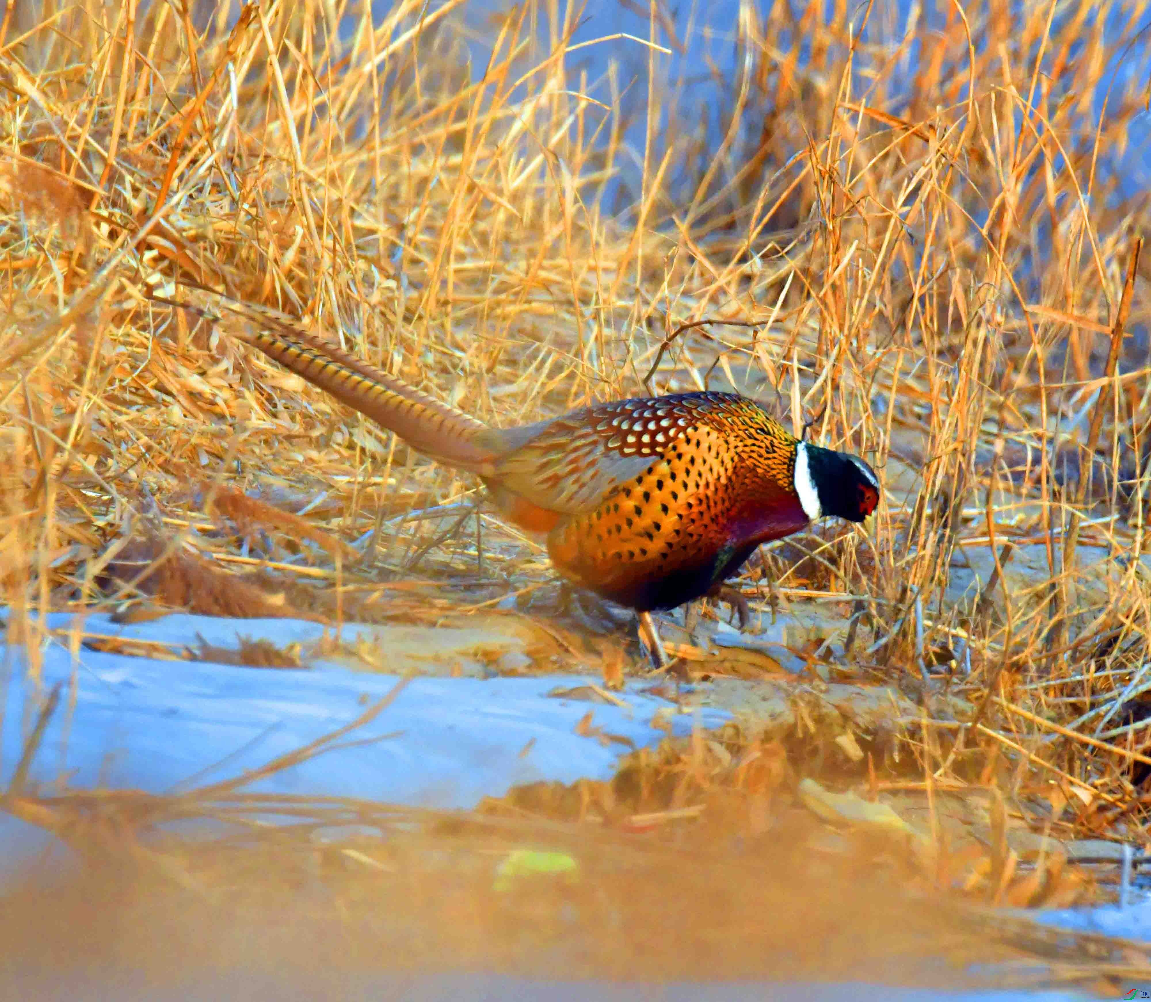 DSC_6515.JPG