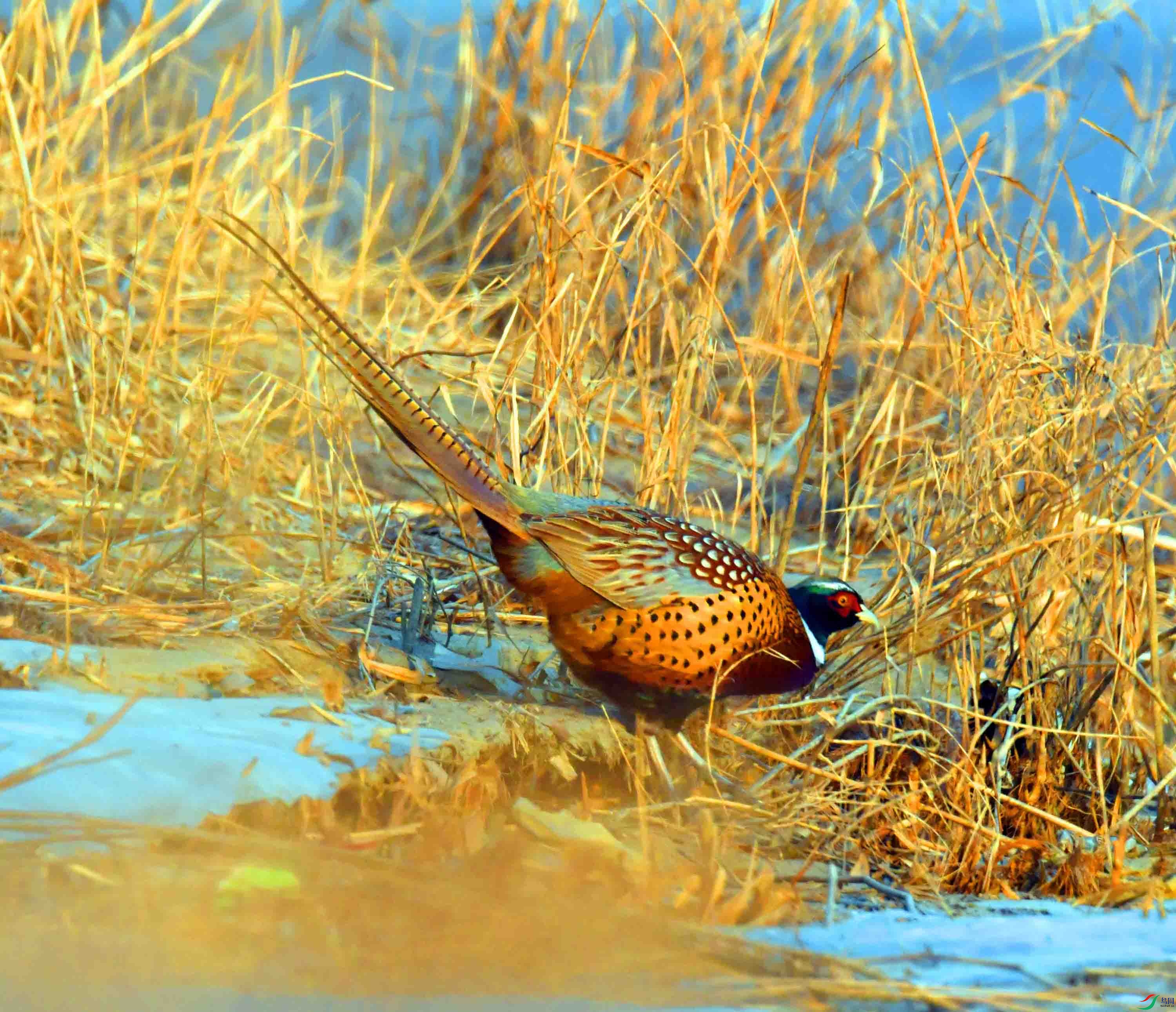 DSC_6522.JPG