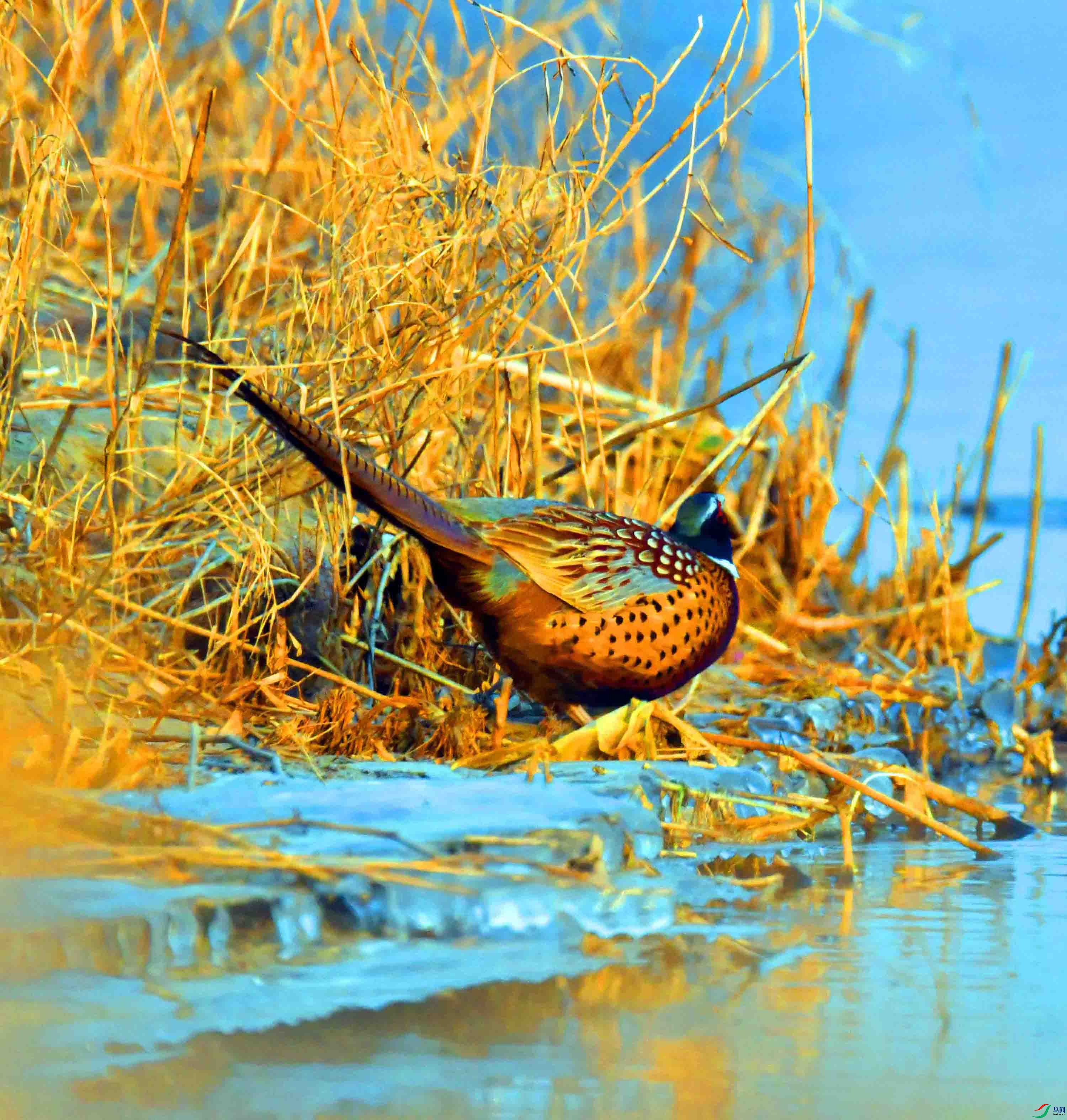 DSC_6532.JPG