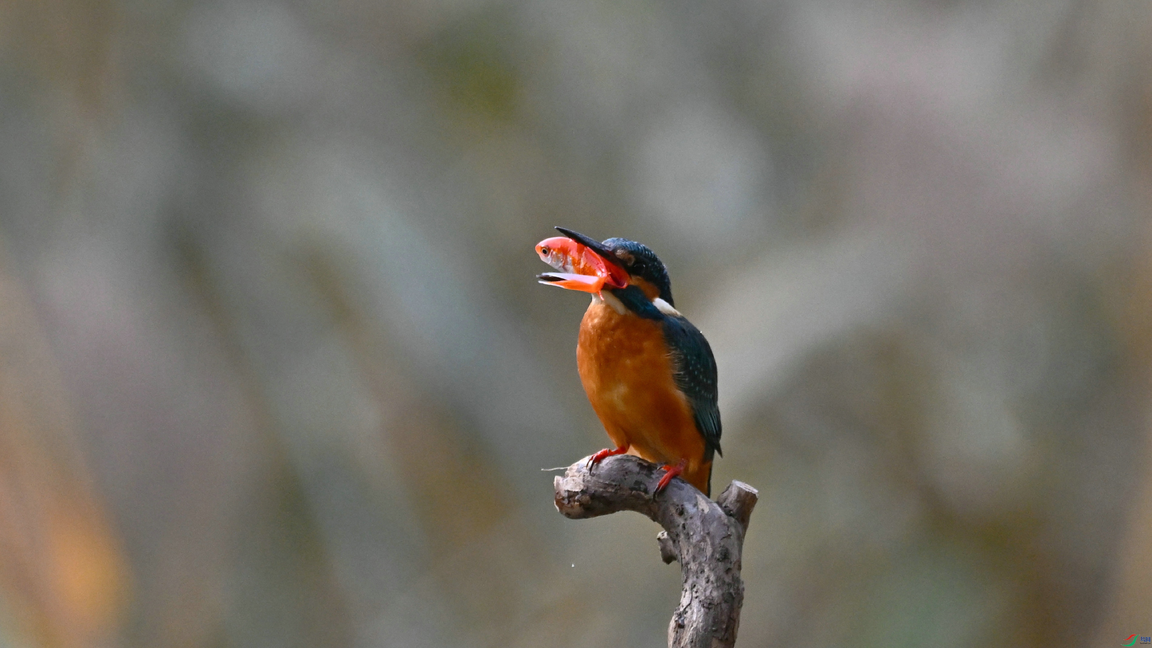 DSC_7634.JPG