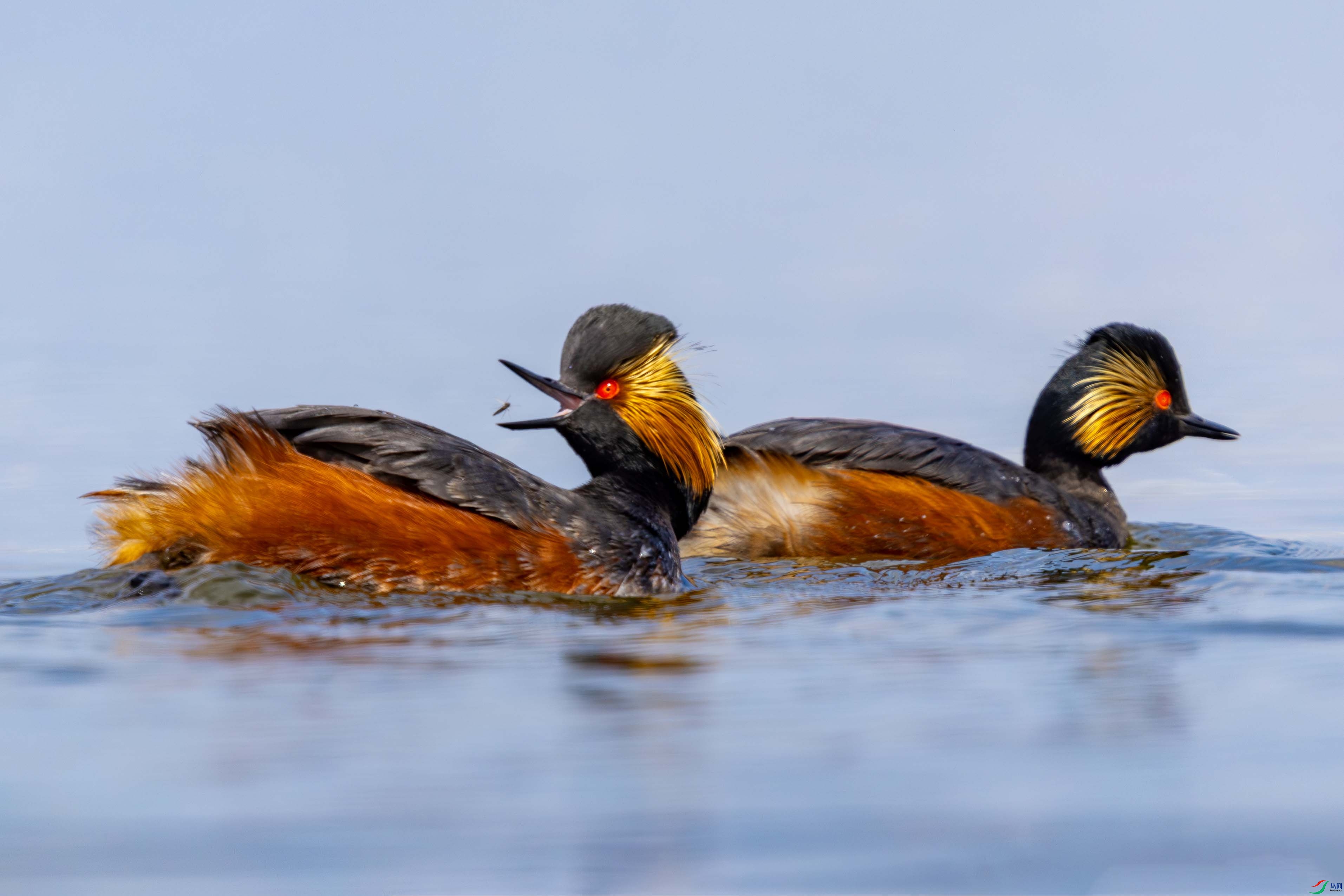 107A7334 ���� 2.jpg