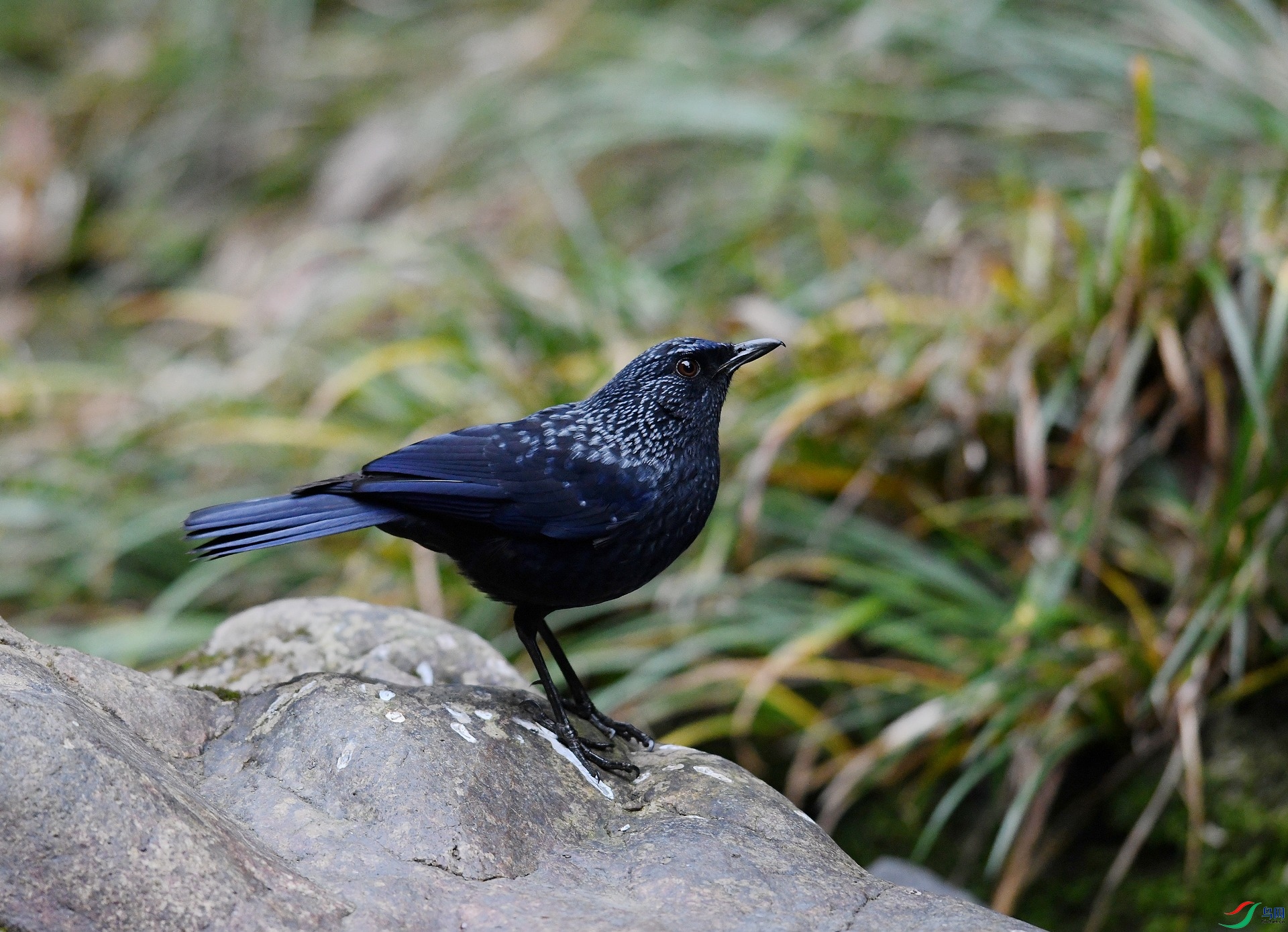 DSC_8903.jpg