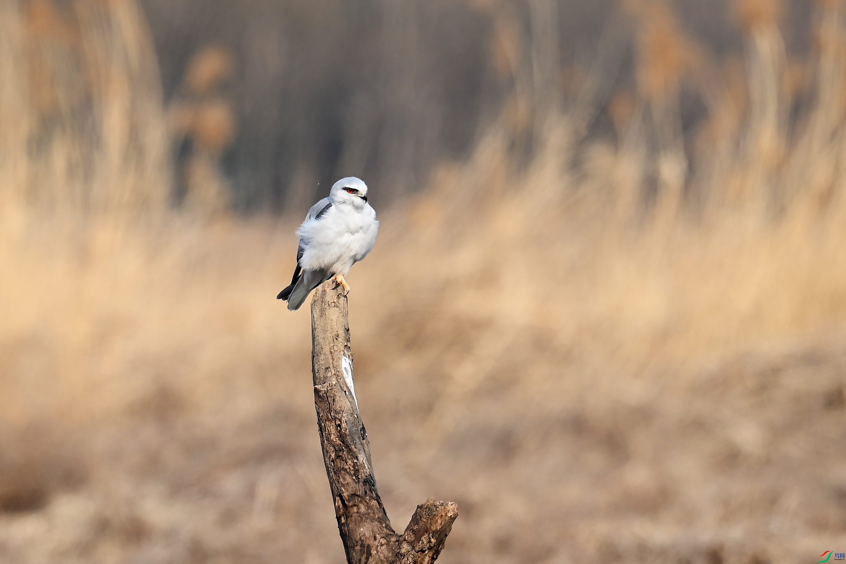 DSC_9665-����.jpg