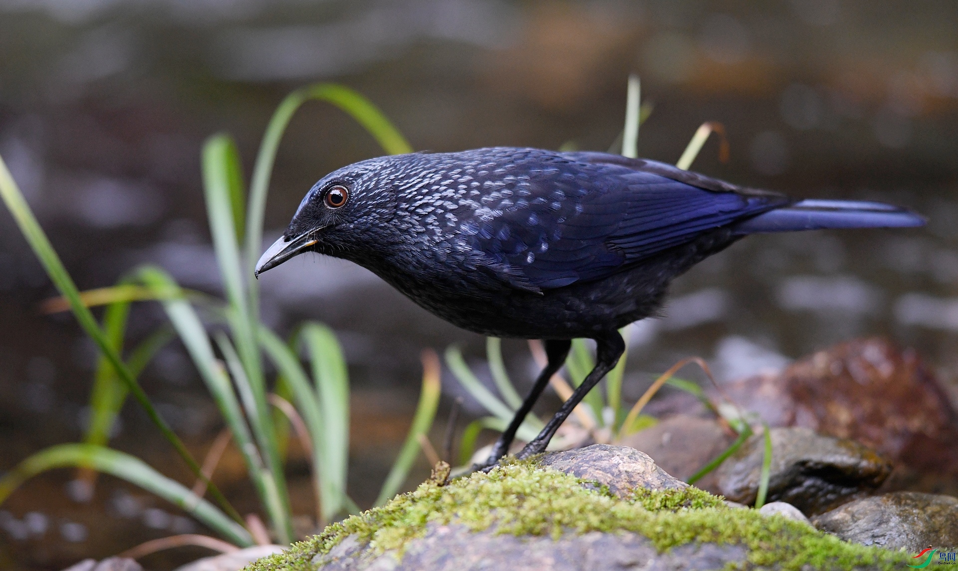 DSC_8983.jpg