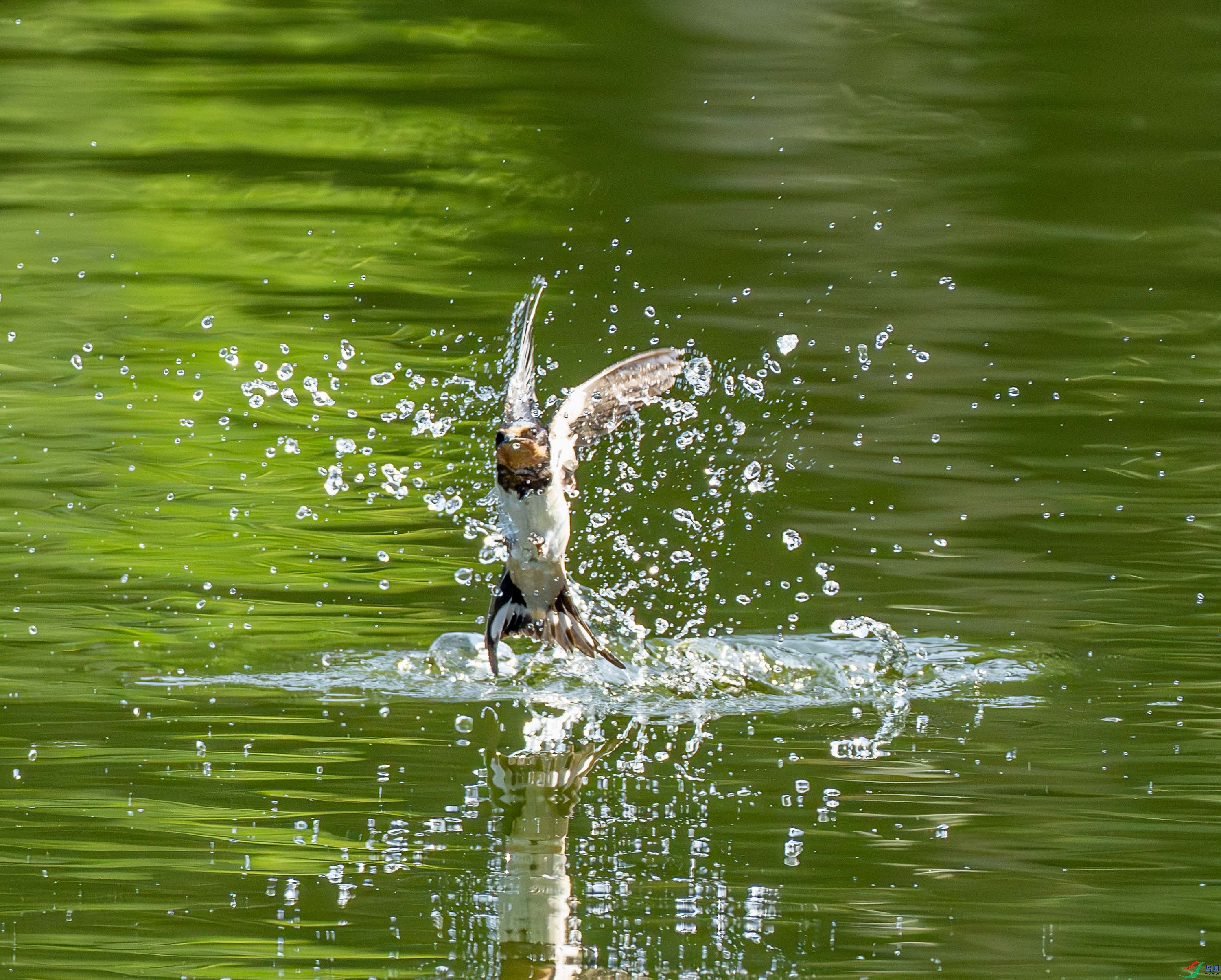 ����-11 (2).jpg