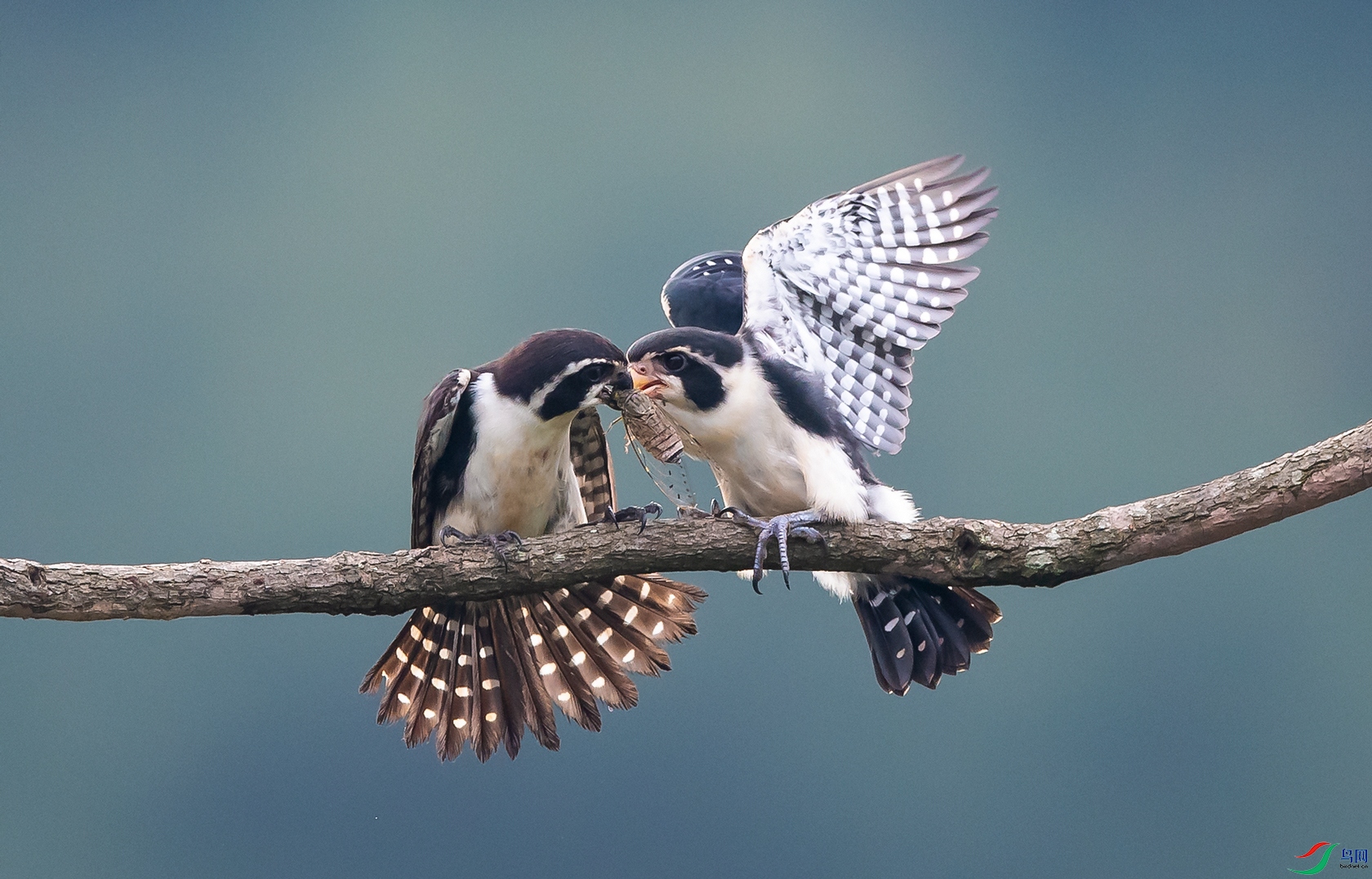 DSC_����С�� - ����.jpg