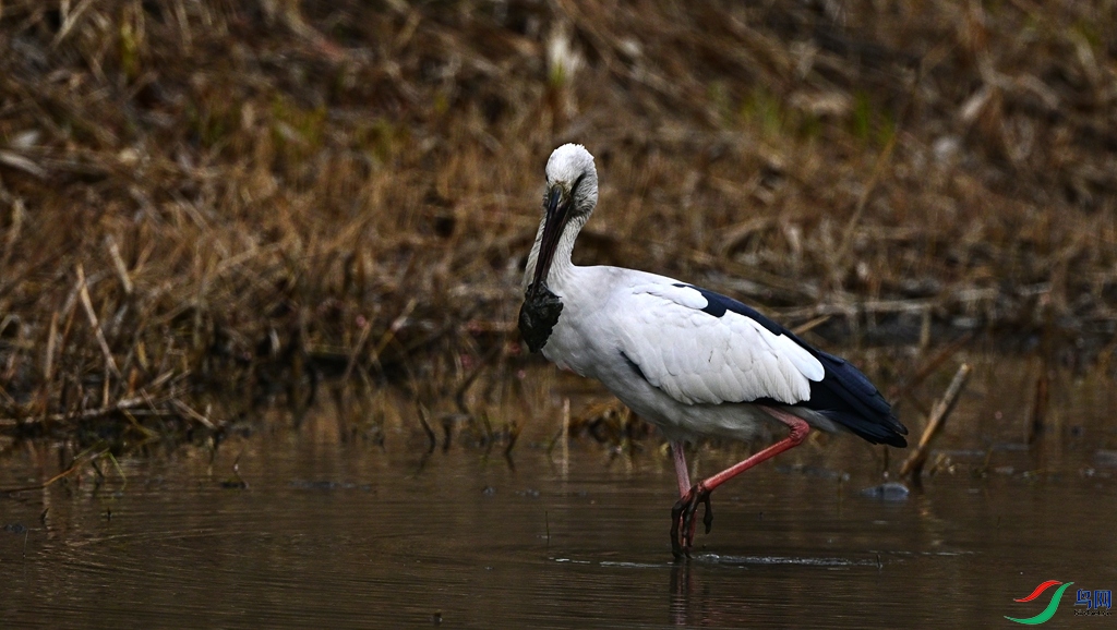 DSC_6592.JPG