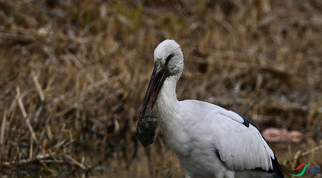 DSC_6595.JPG