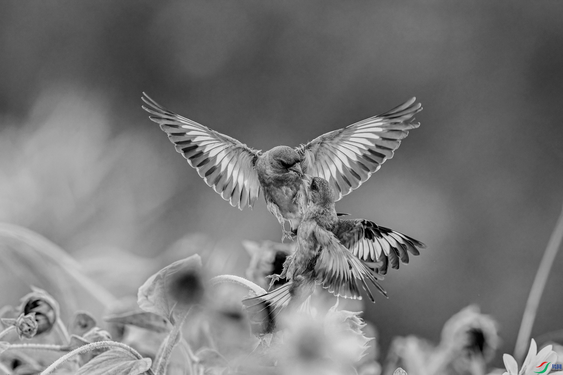 _DSC8980-1-1-�ָ��İ�BBB-1.jpg
