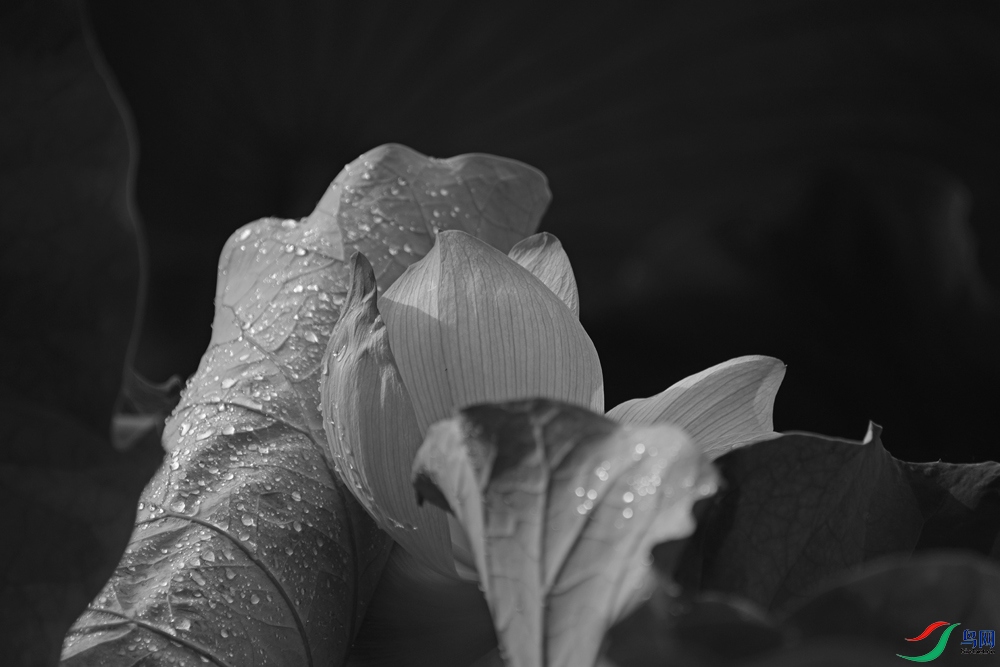 DSCF4620.1.jpg