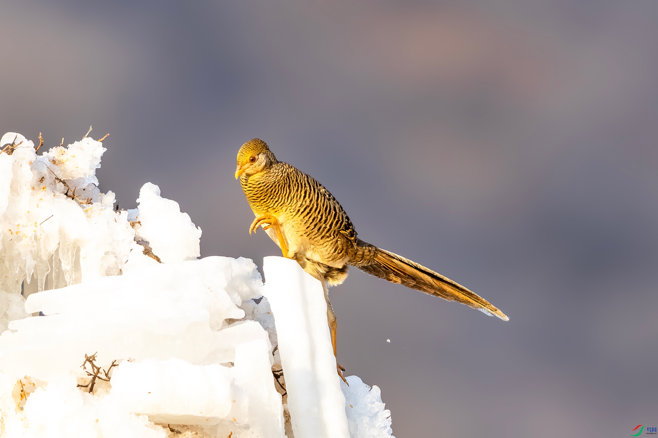 IMG_3296 ����.jpg