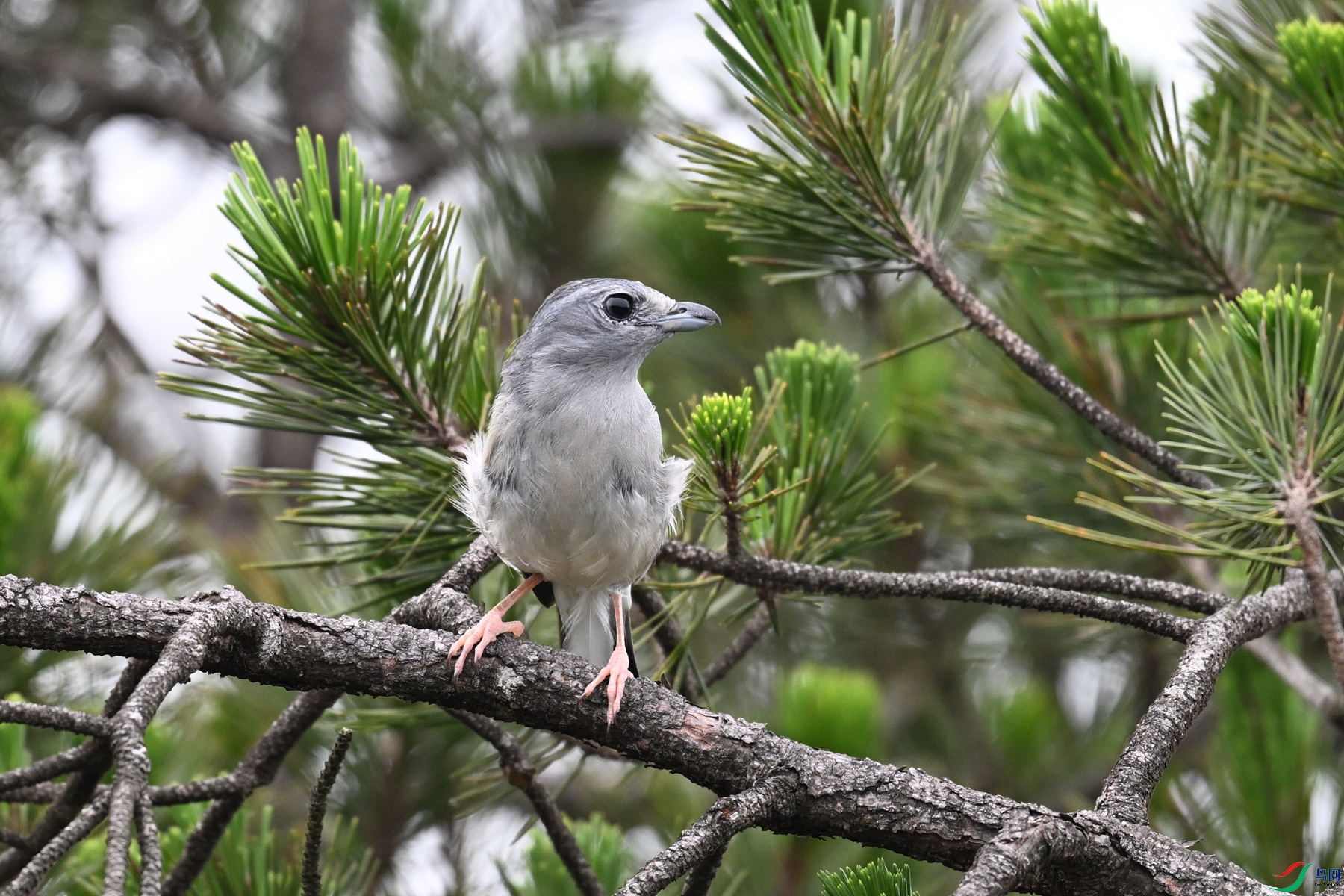 DSC_0704.JPG