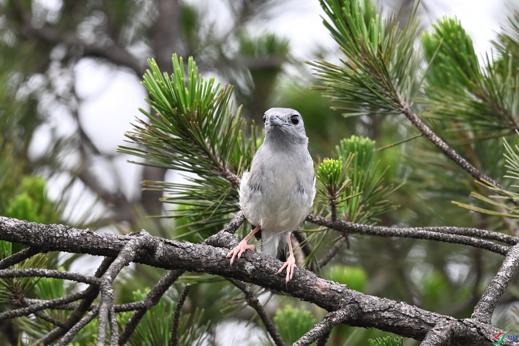 DSC_0708.JPG