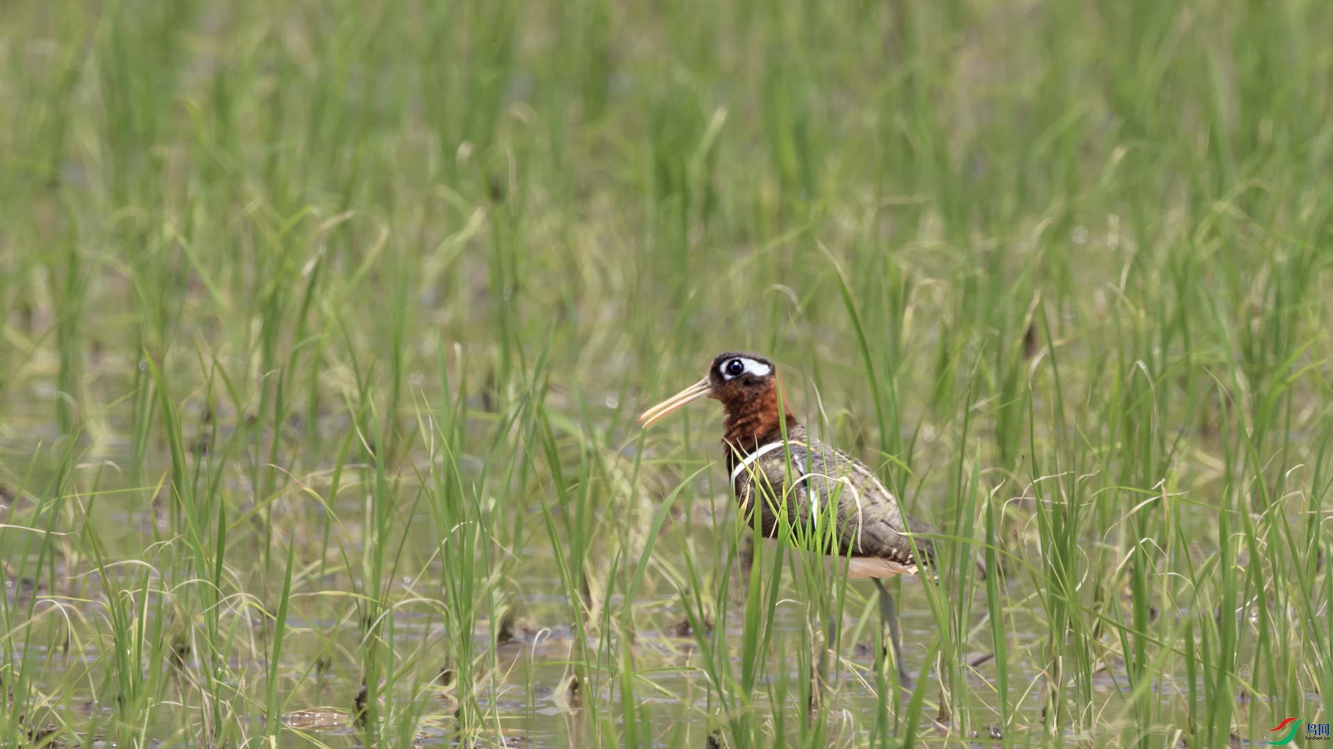 DSC_8338-����ǿ-NR ����.jpg