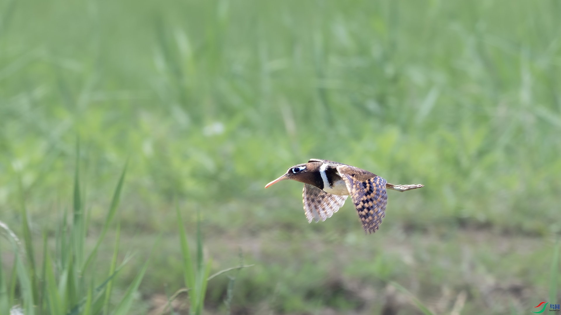 DSC_8170-����ǿ-NR ����.jpg