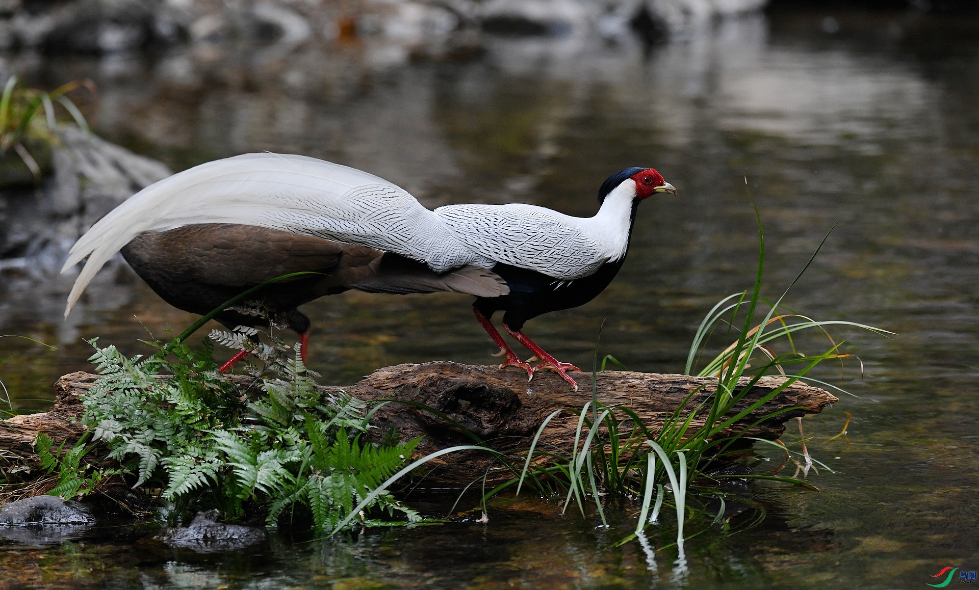 DSC_1522.jpg