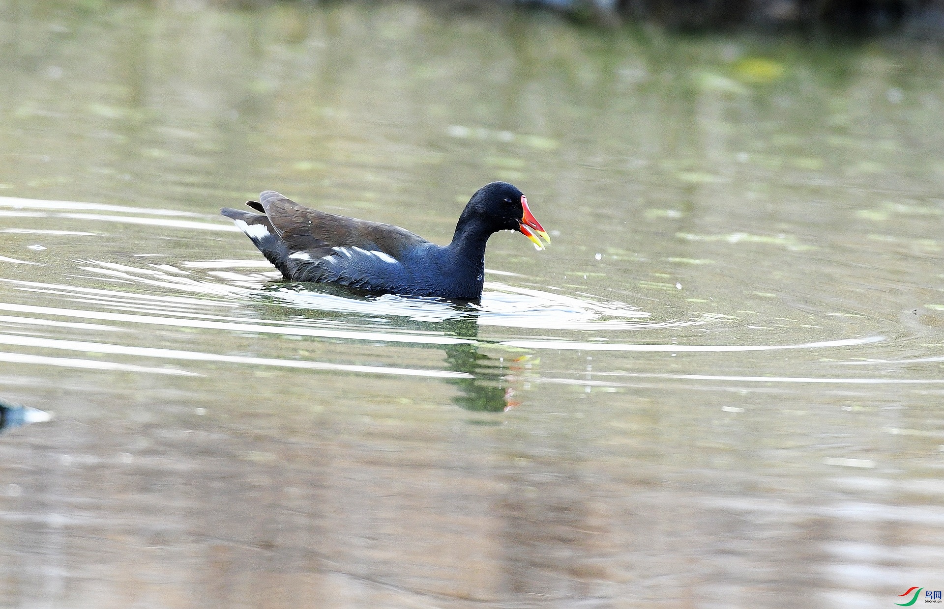 DSC_2036.jpg