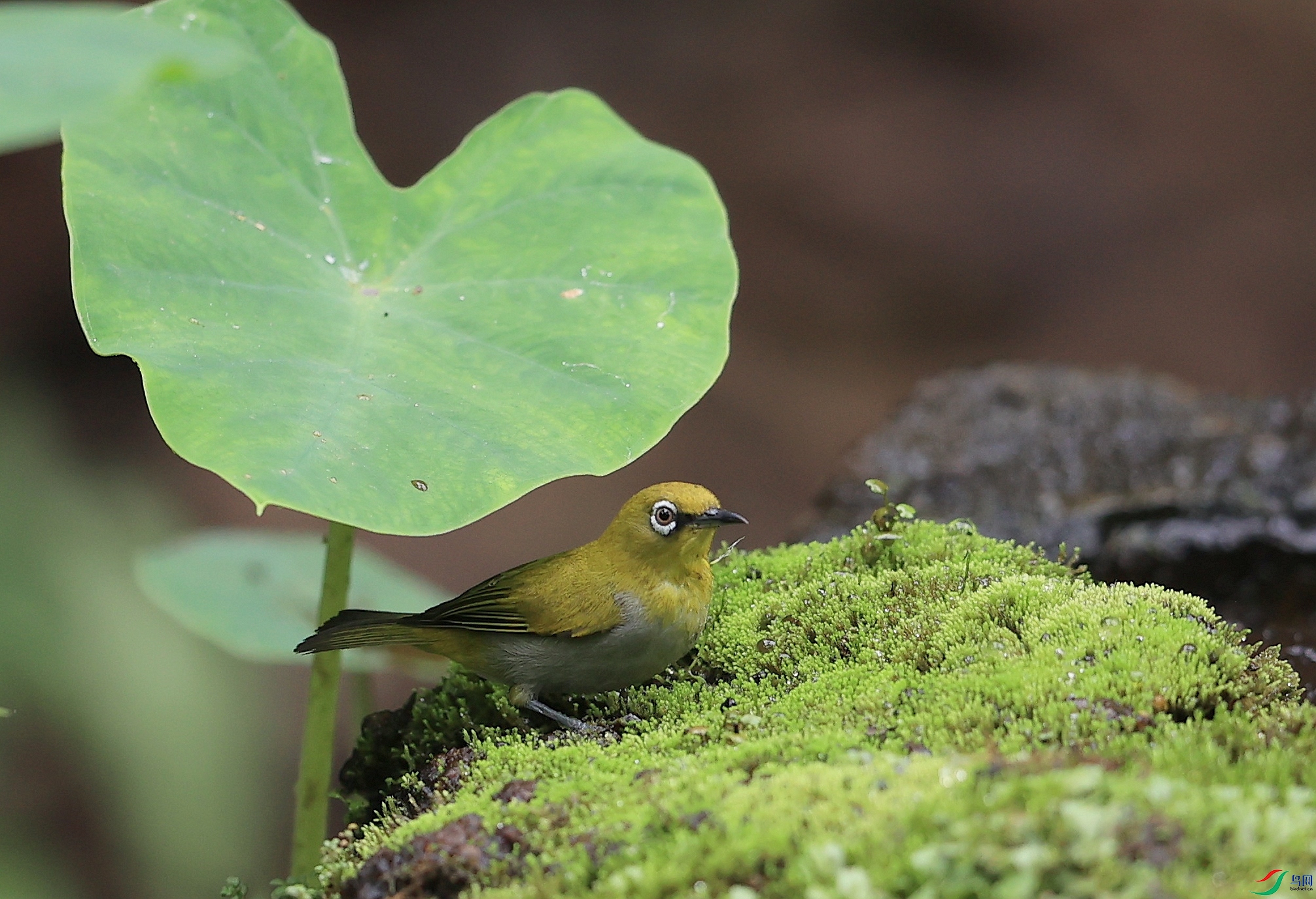 AK1I6818�� ��1.JPG