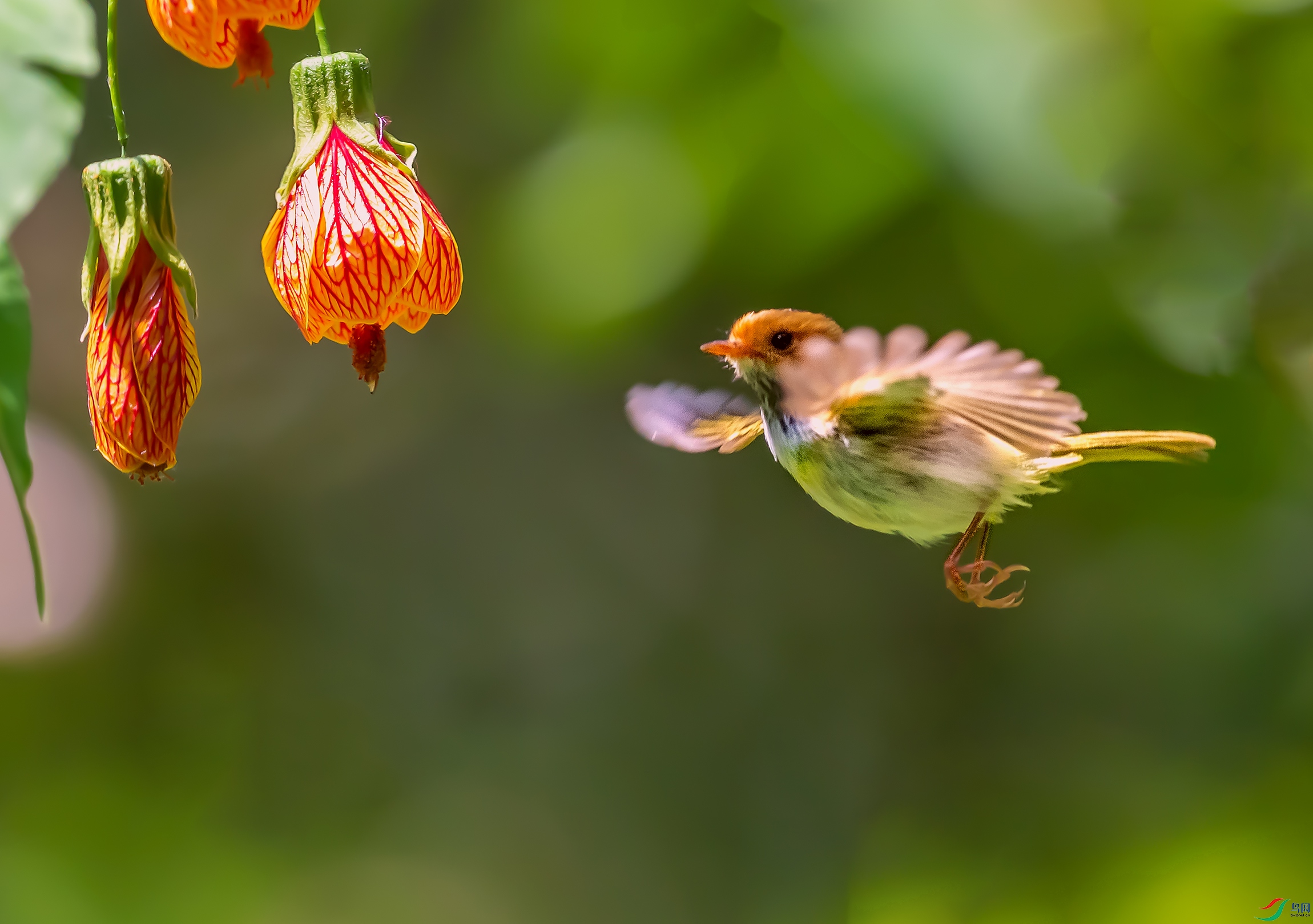DSC_7828a.jpg