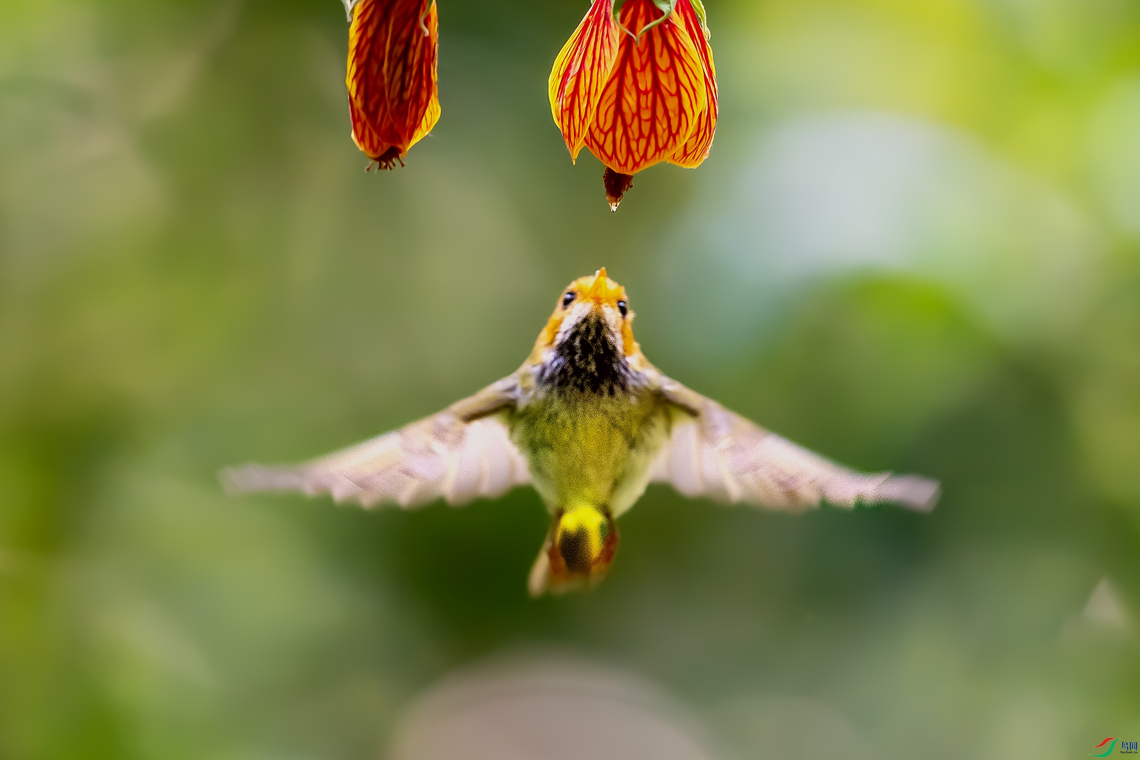 DSC_7924a.jpg